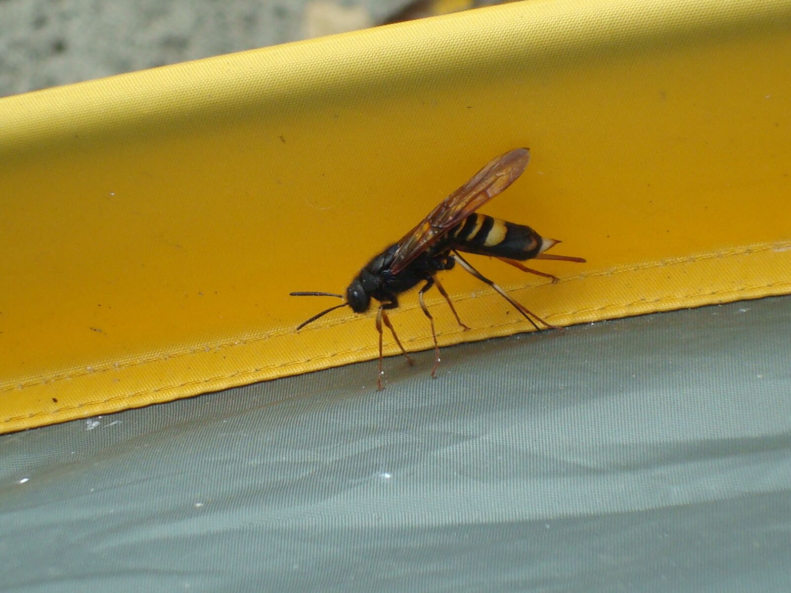 Sony DSC-W80 sample photo. Wasp, insect, bee photography