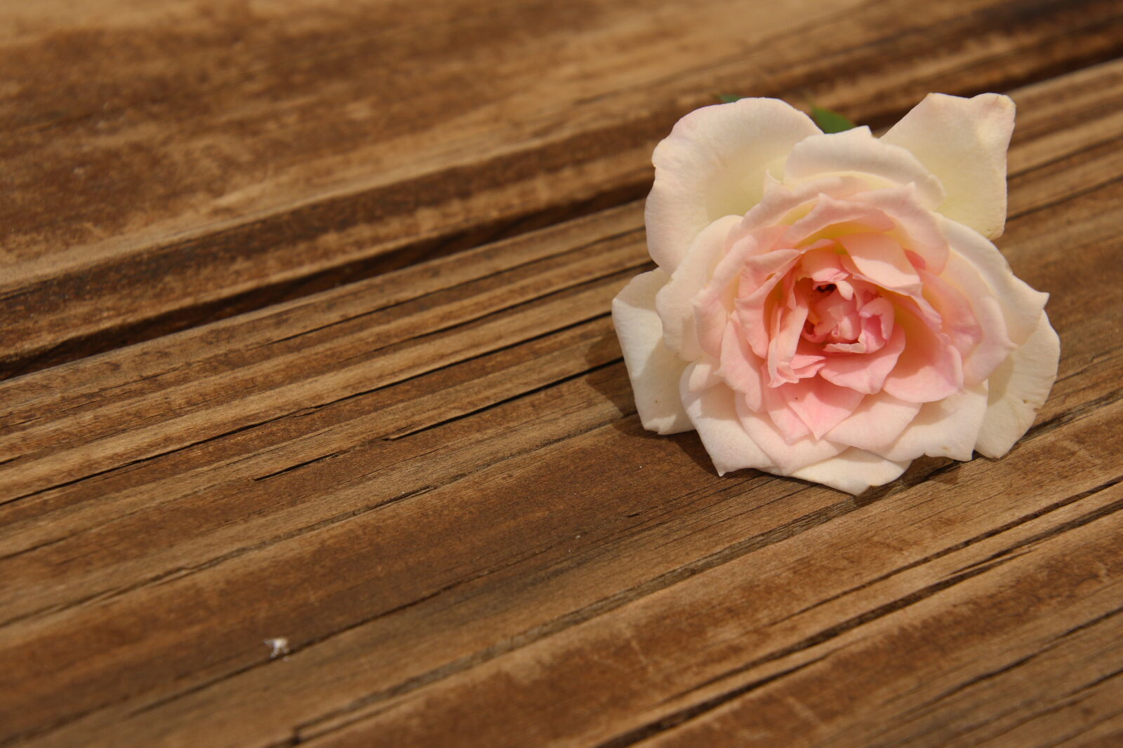 Canon EOS 7D Mark II sample photo. Background, flower, garden, grow photography