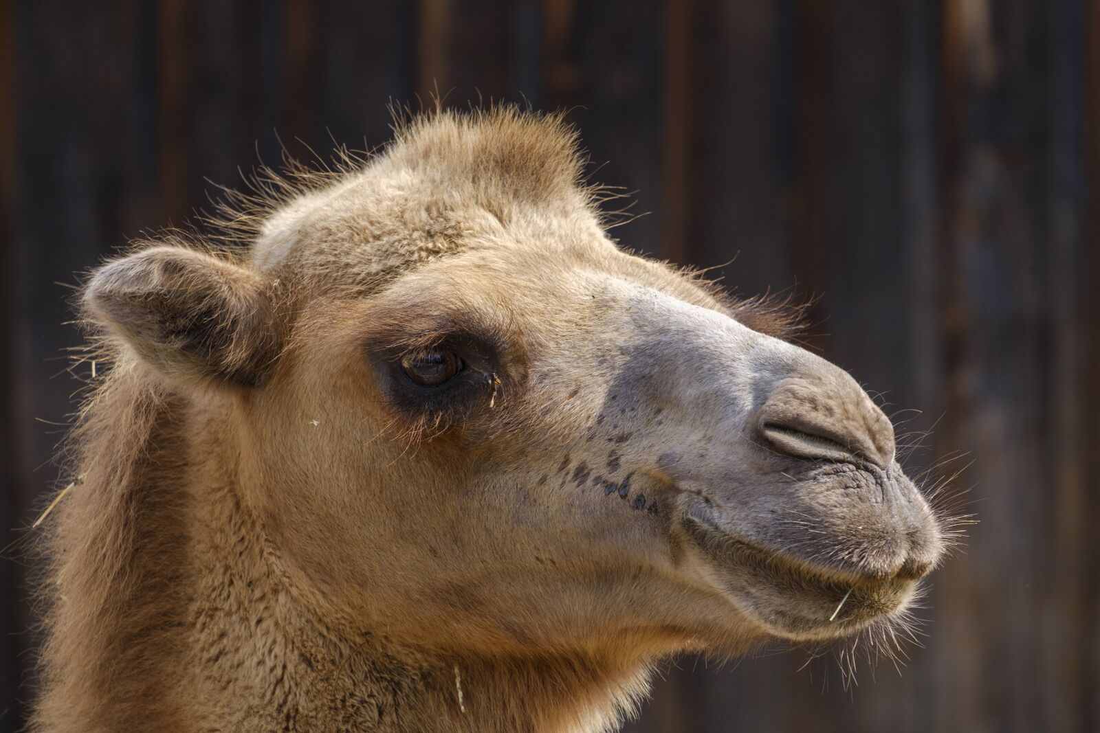 Fujifilm X-T2 sample photo. Camel, dromedary, livestock photography