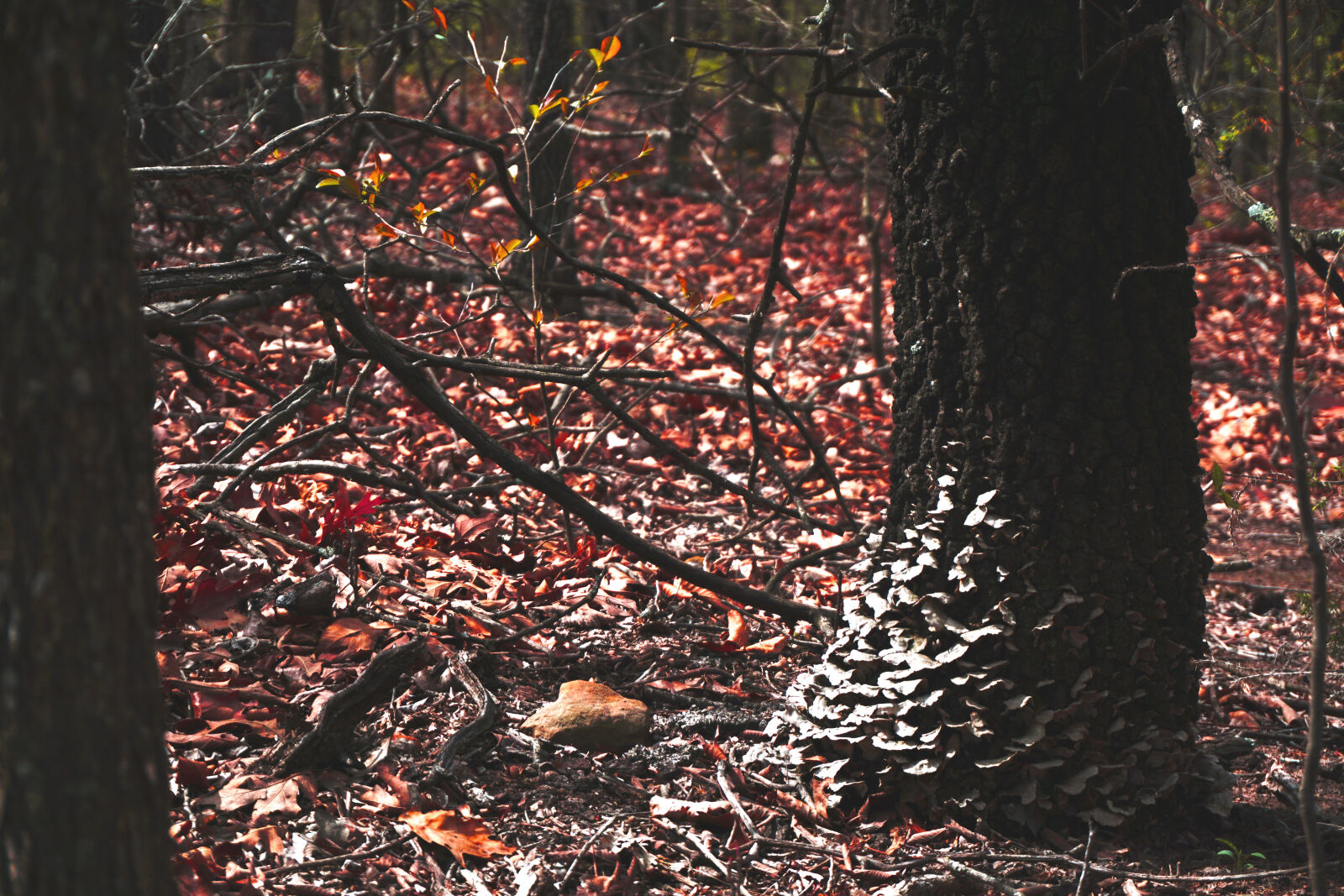 Sony E 16-50mm F3.5-5.6 PZ OSS sample photo. Fall, forest, fungus, tree photography