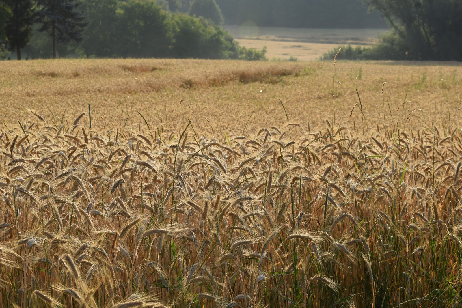 Nikon D5300 sample photo. Summer, cereals, field photography