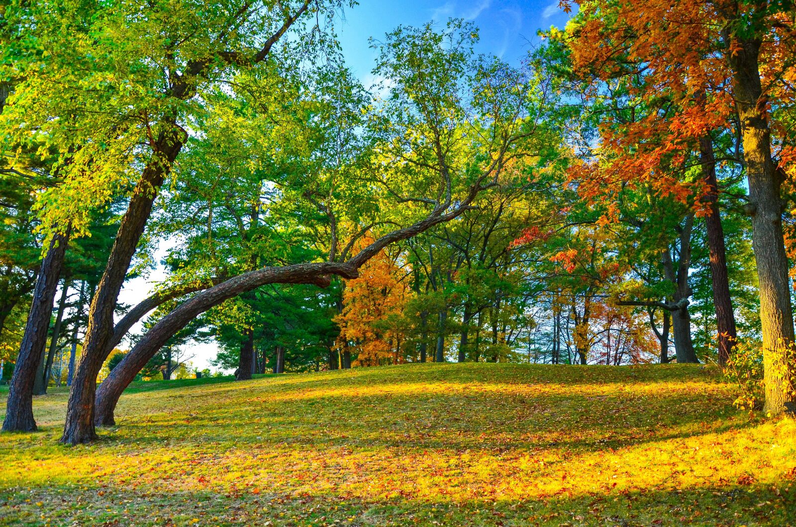 Nikon D7000 sample photo. Forest, at, marlborough photography