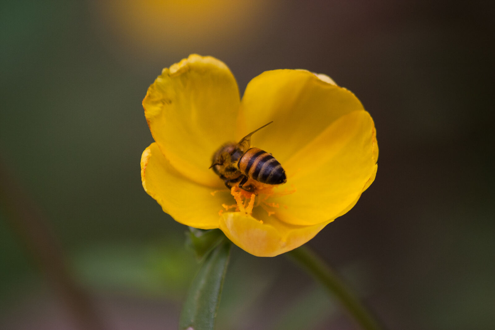 Canon EOS 10D sample photo
