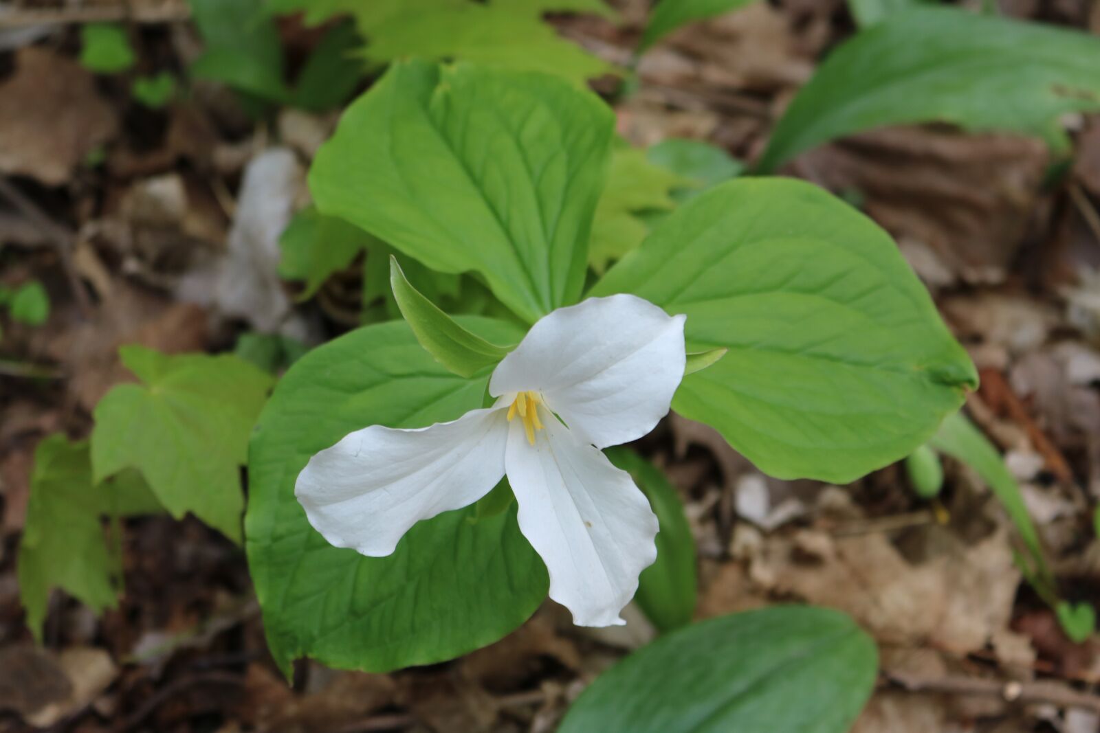 Canon EOS 750D (EOS Rebel T6i / EOS Kiss X8i) sample photo. Flowers, trilliums, provincial photography