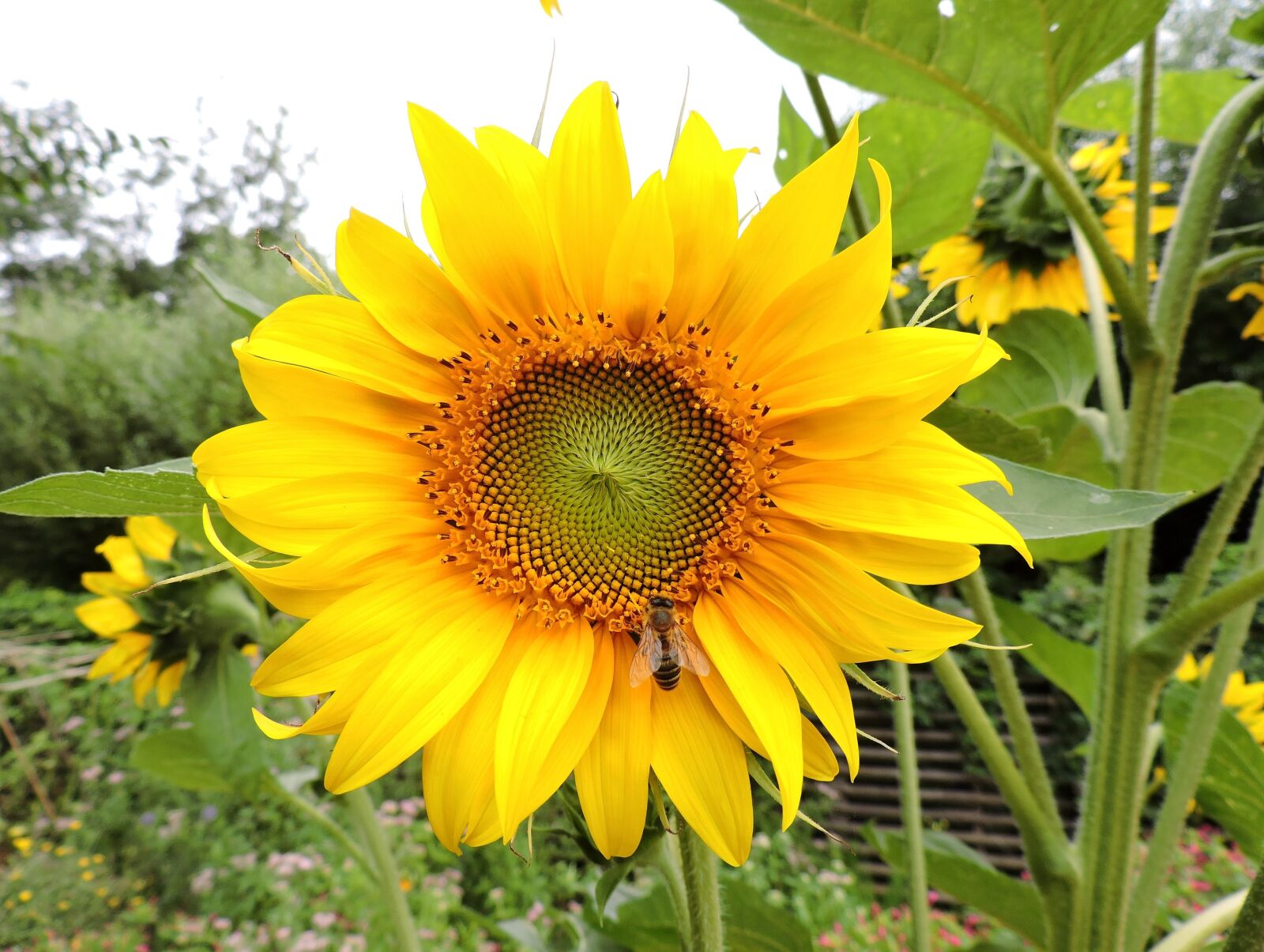 Nikon Coolpix P530 sample photo. Sunflower, yellow, bee photography