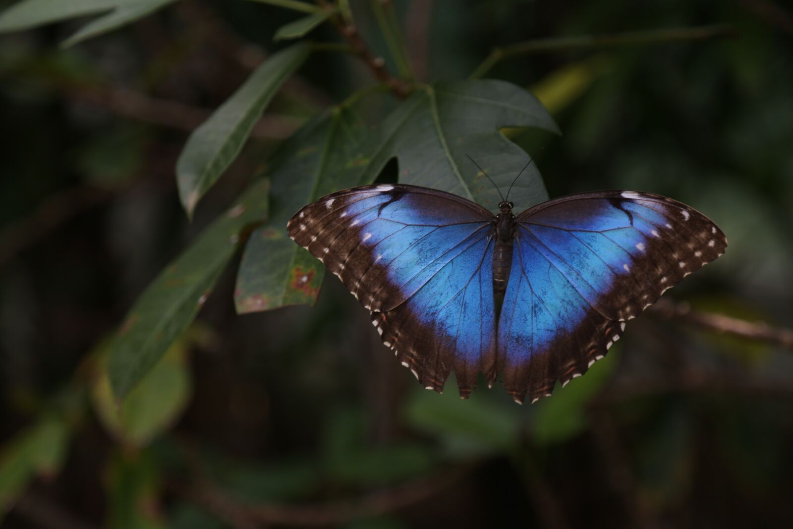 Canon EF 24-105mm F4L IS USM sample photo. Butterfly, green, garden photography
