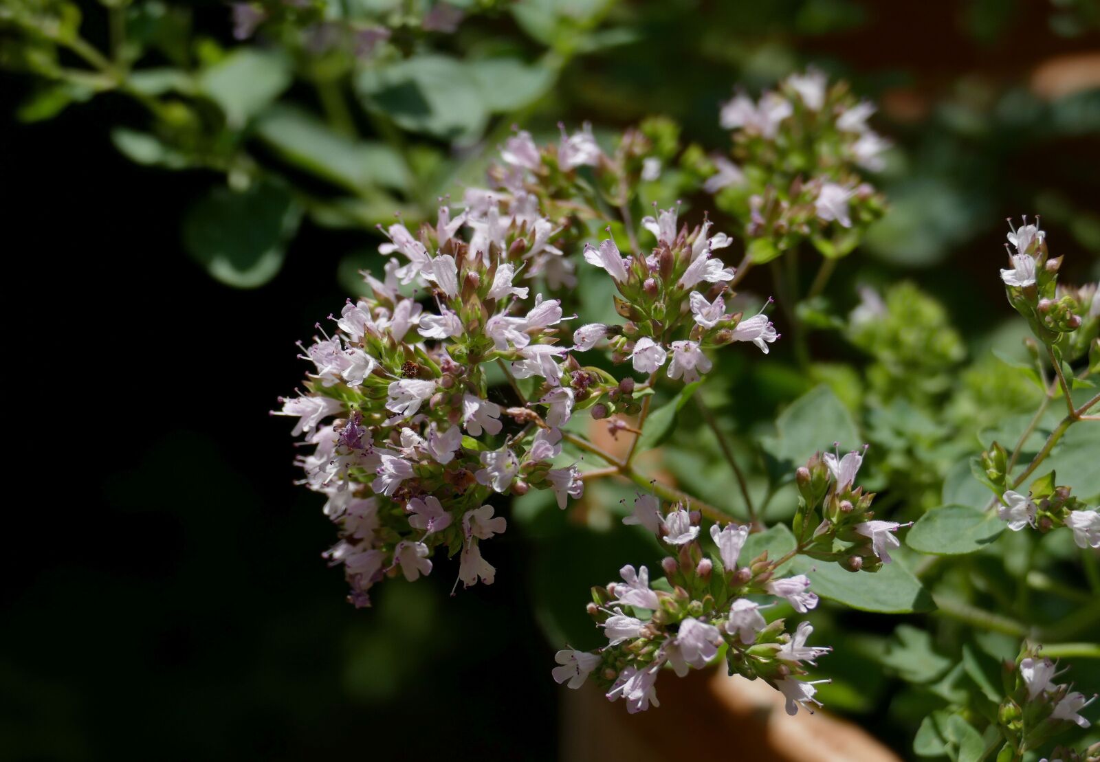Panasonic Lumix DMC-FZ1000 sample photo. Real oregano, garden, herbs photography