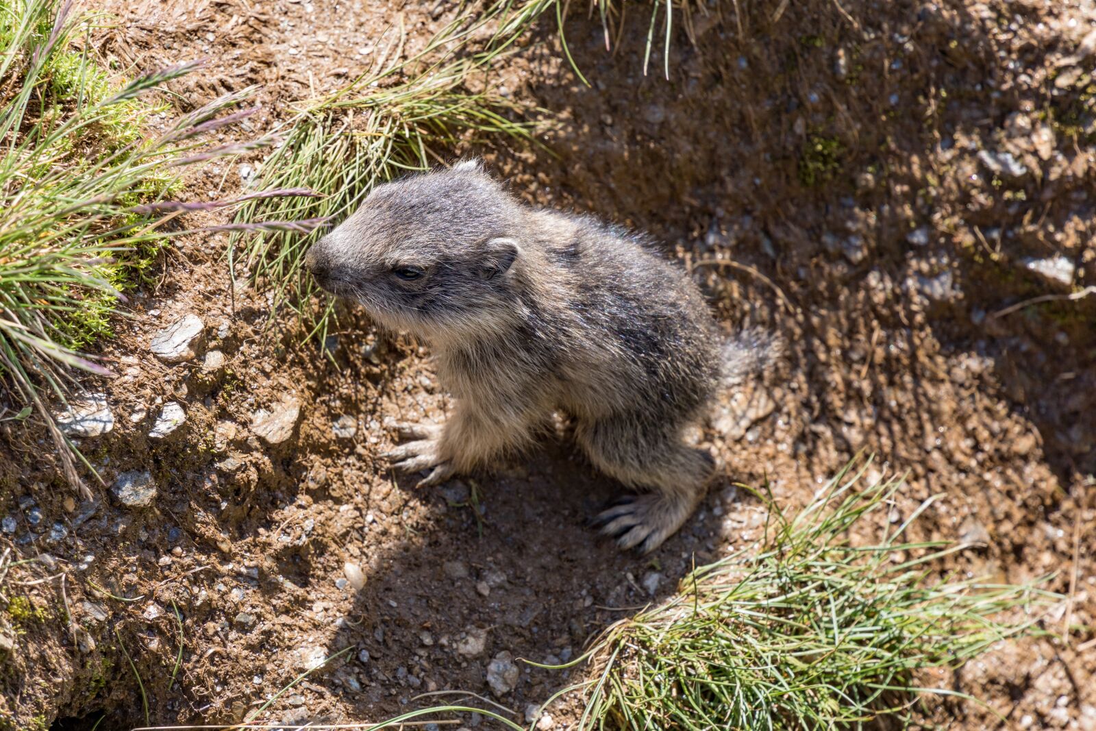 Tamron 28-300mm F3.5-6.3 Di VC PZD sample photo. Marmot, baby, rodent photography