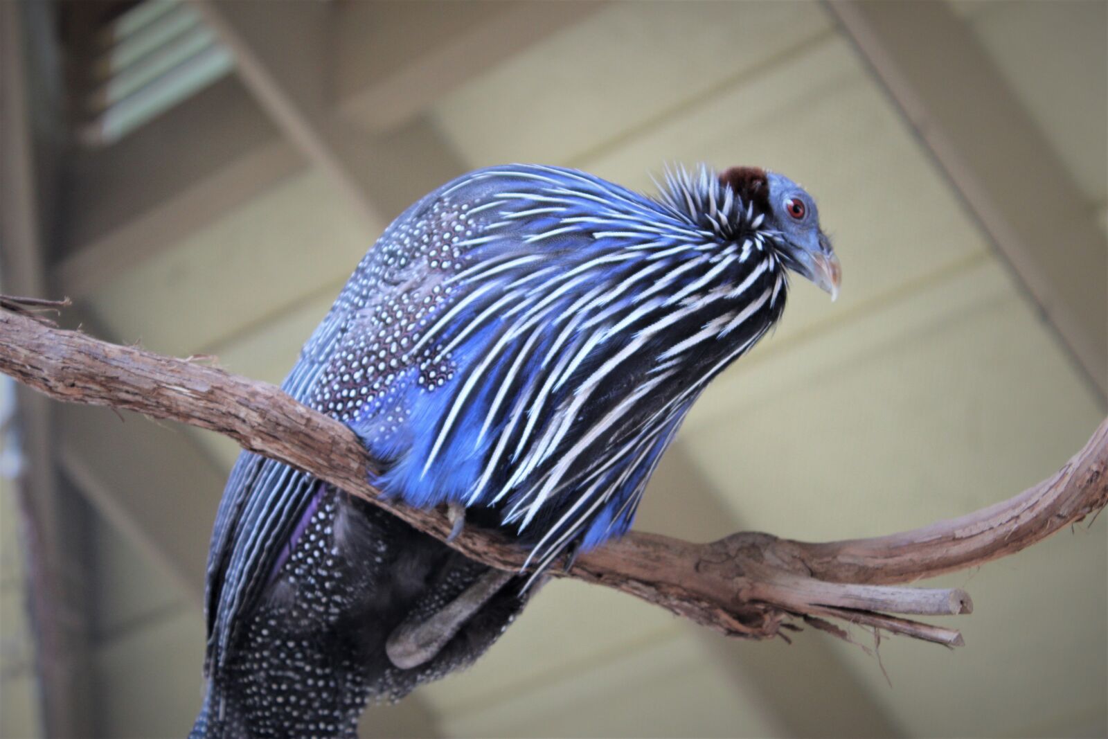 Canon EOS 600D (Rebel EOS T3i / EOS Kiss X5) sample photo. Birds, jungle, animals photography