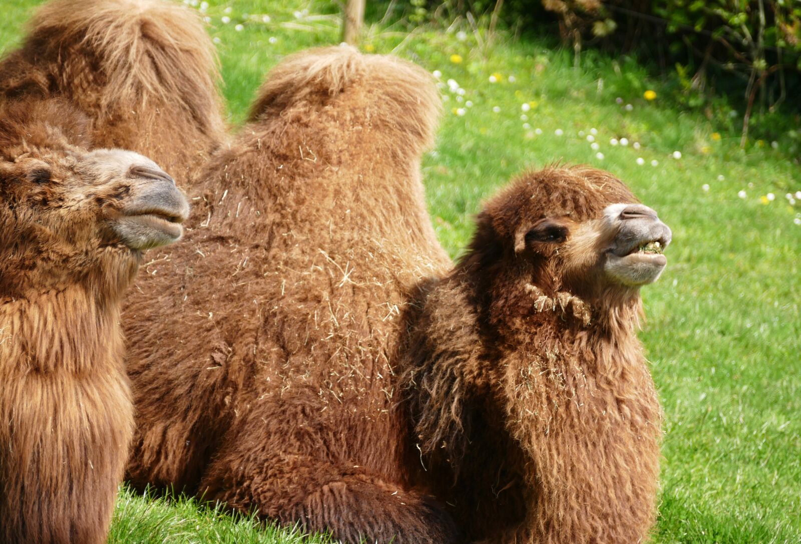 Panasonic Lumix DMC-FZ1000 sample photo. Camel, animals, nature photography