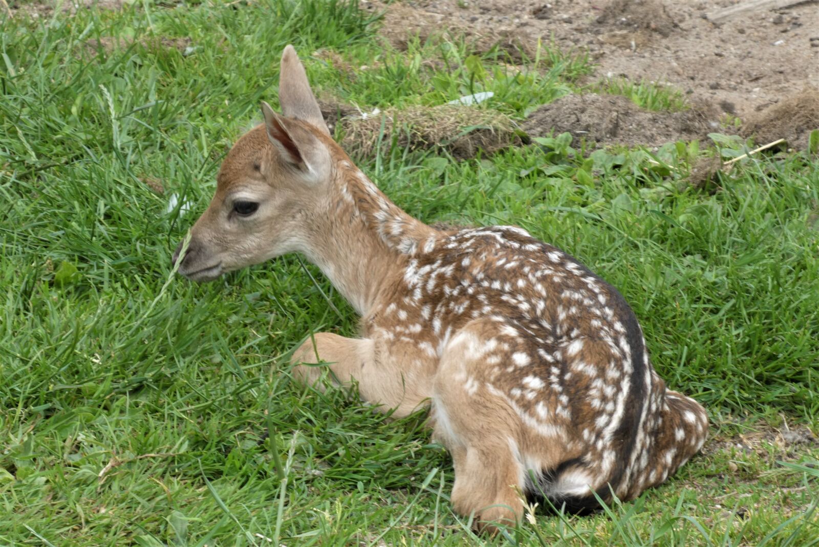 Panasonic Lumix DC-ZS70 (Lumix DC-TZ90) sample photo. Damhertje, a young deer photography
