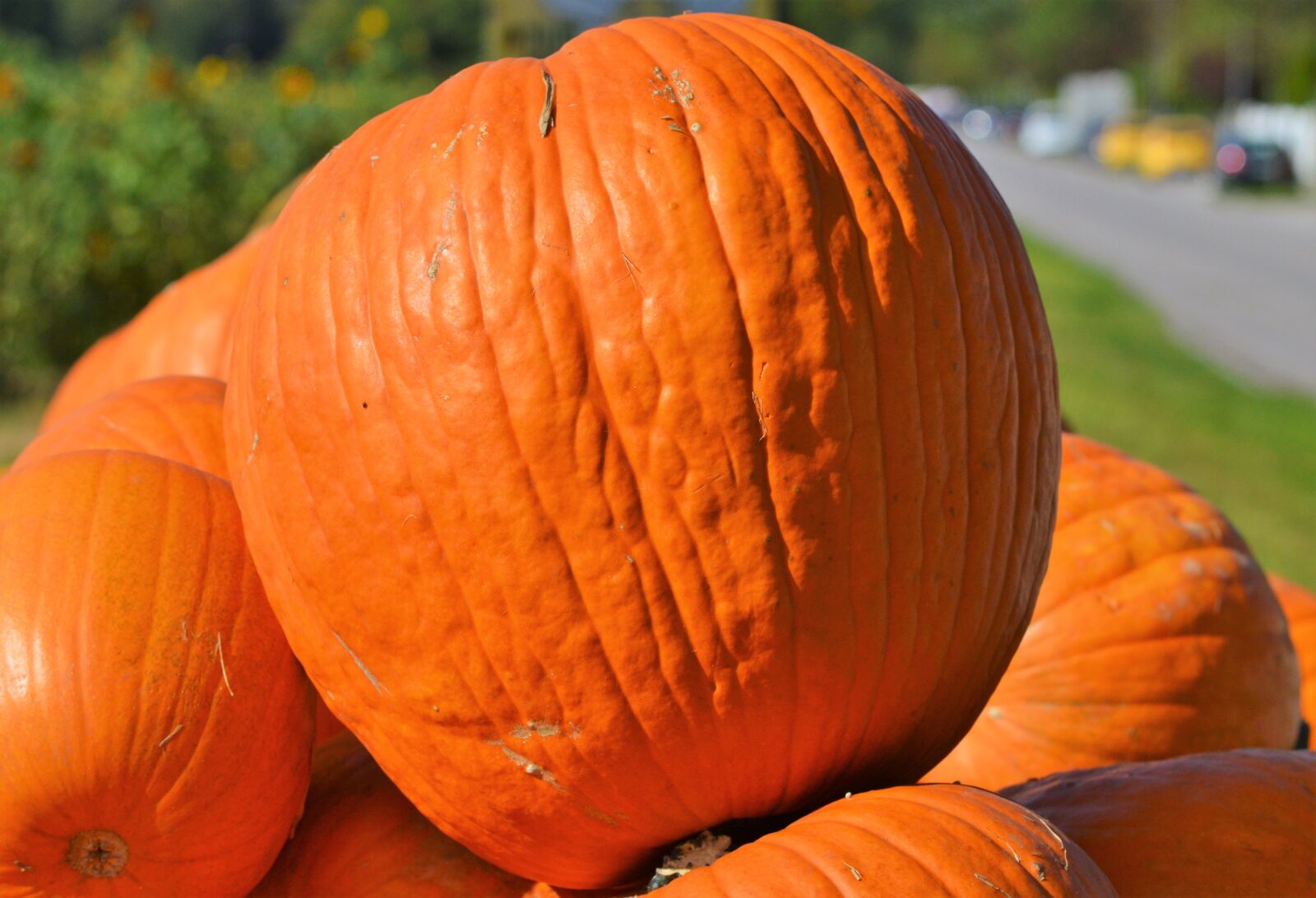 Nikon D3200 sample photo. Pumpkin, fruit, orange photography