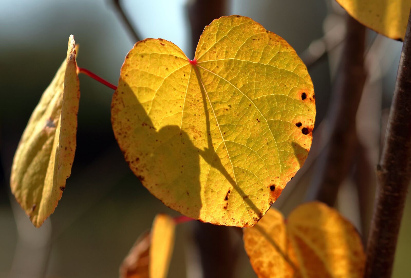 Canon EOS 80D sample photo. Leaves, macro, leaf photography
