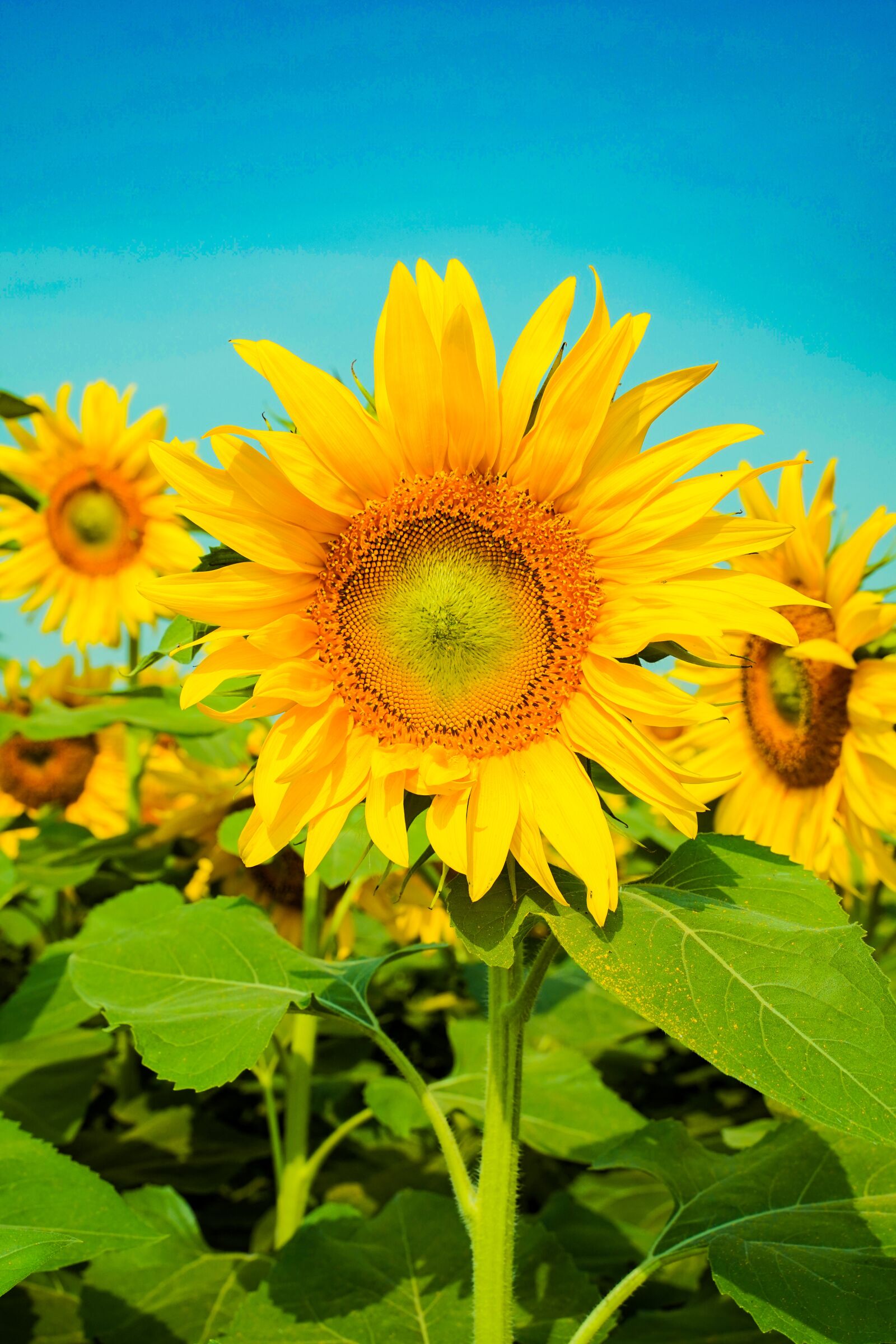Sony a7 III + Tamron 28-75mm F2.8 Di III RXD sample photo. Flower, sunflower, nature photography
