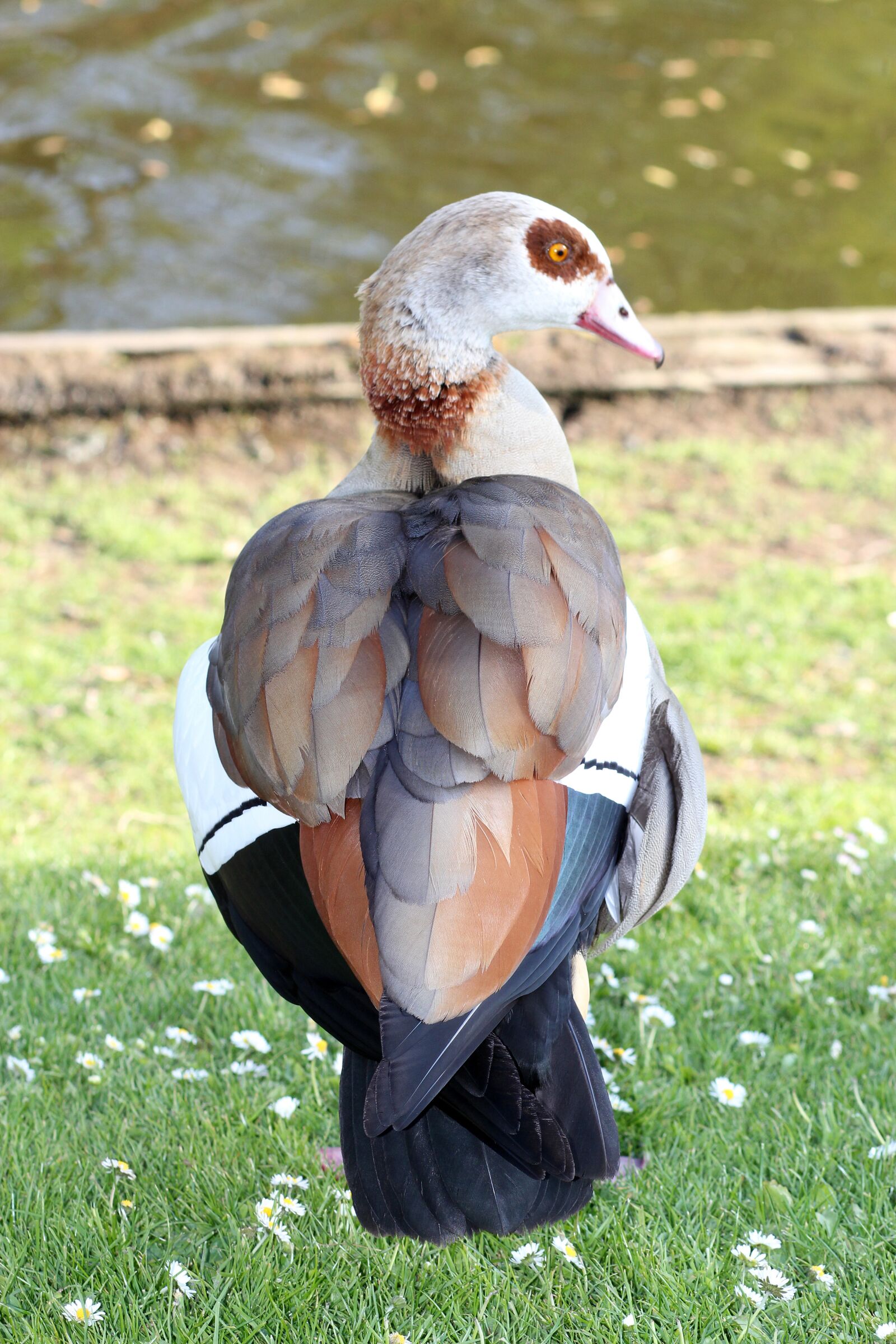 Canon EOS 550D (EOS Rebel T2i / EOS Kiss X4) sample photo. Egyptian goose, nature, goose photography