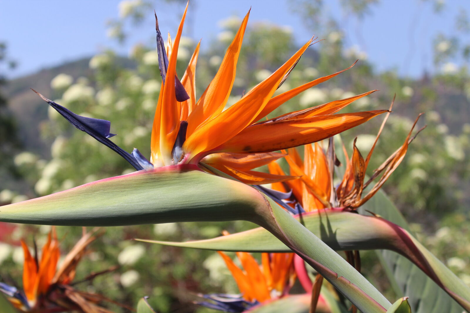 Canon EOS 1300D (EOS Rebel T6 / EOS Kiss X80) sample photo. Beautiful, flower photography