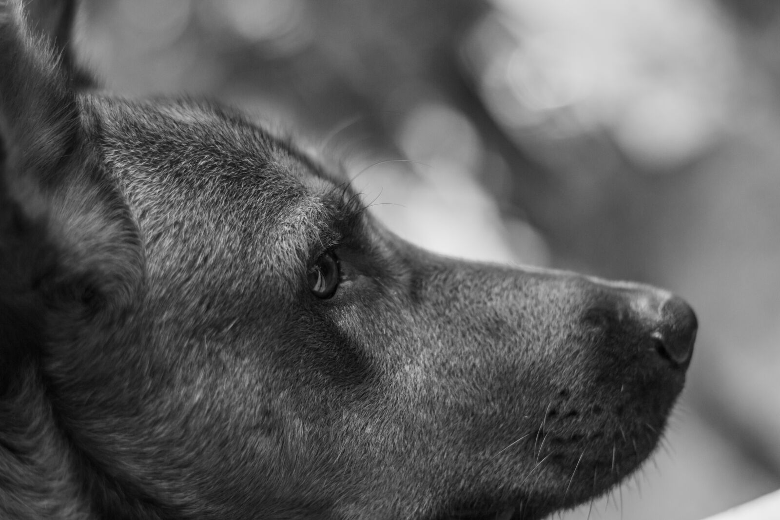 Canon EOS 70D + Canon EF 50mm F1.8 II sample photo. Dog, paw, animal photography