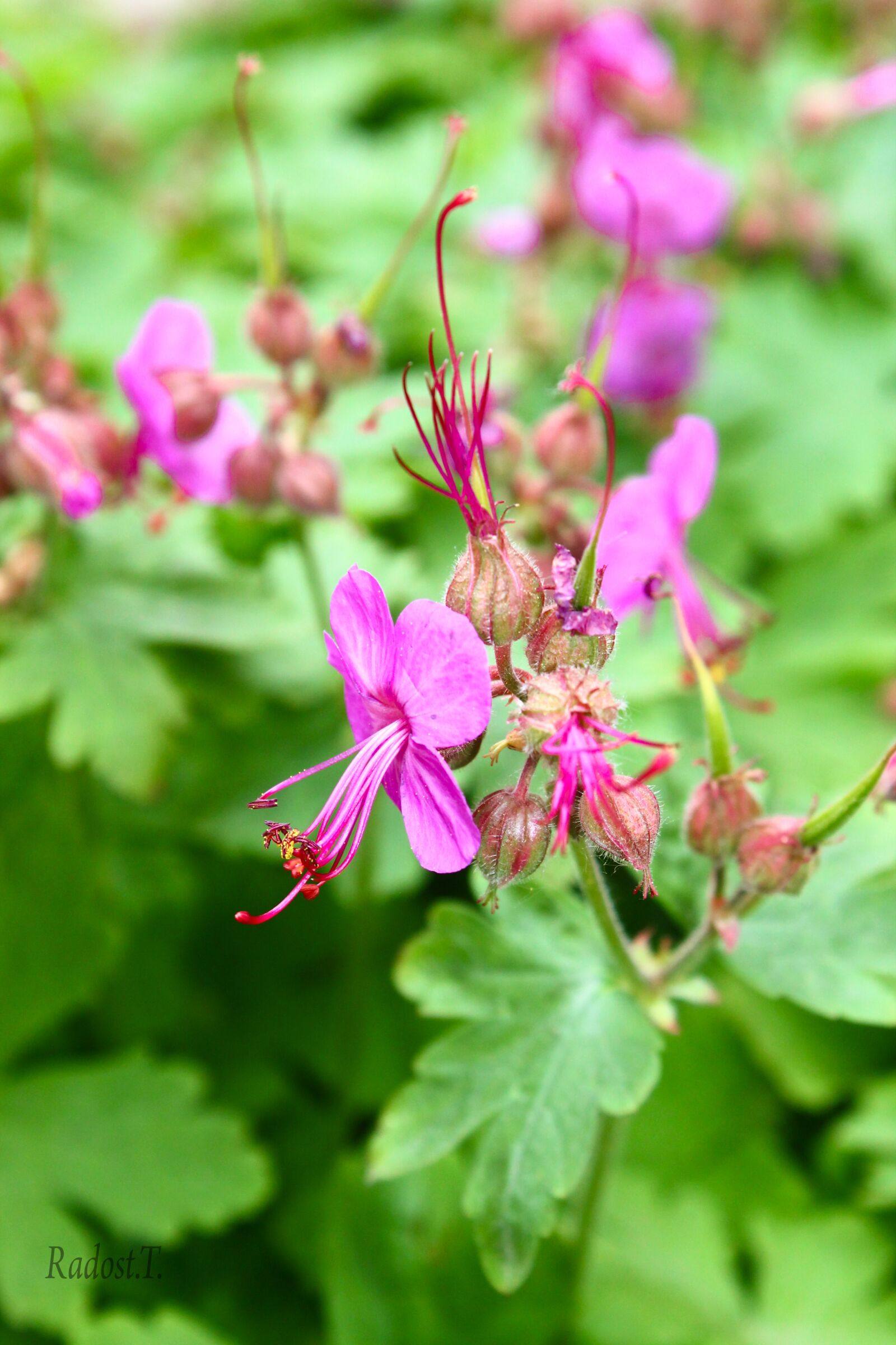 Canon EOS 1100D (EOS Rebel T3 / EOS Kiss X50) sample photo. Geranium, green, plant photography