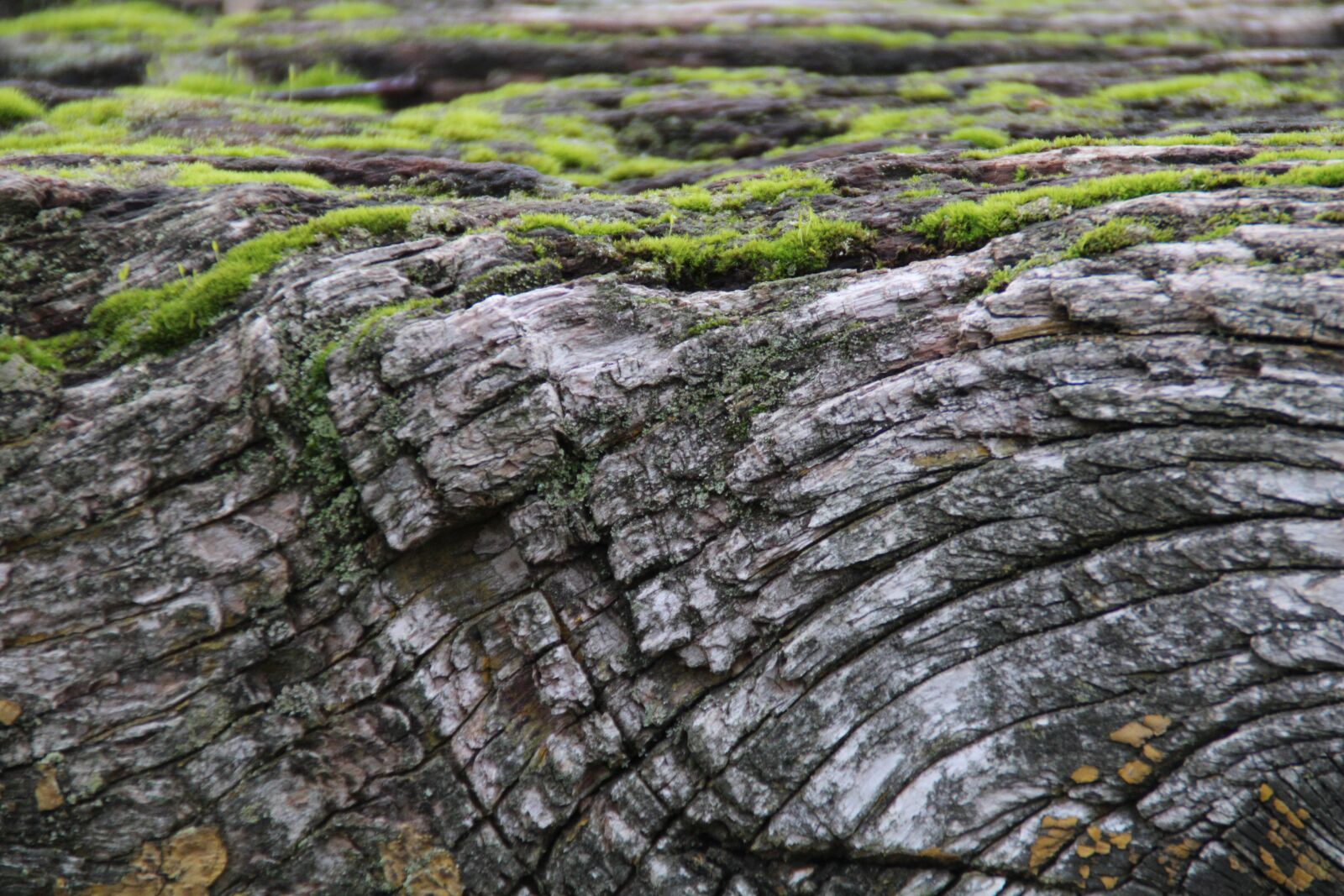 Canon EOS 2000D (EOS Rebel T7 / EOS Kiss X90 / EOS 1500D) sample photo. Wood, weathered, old photography