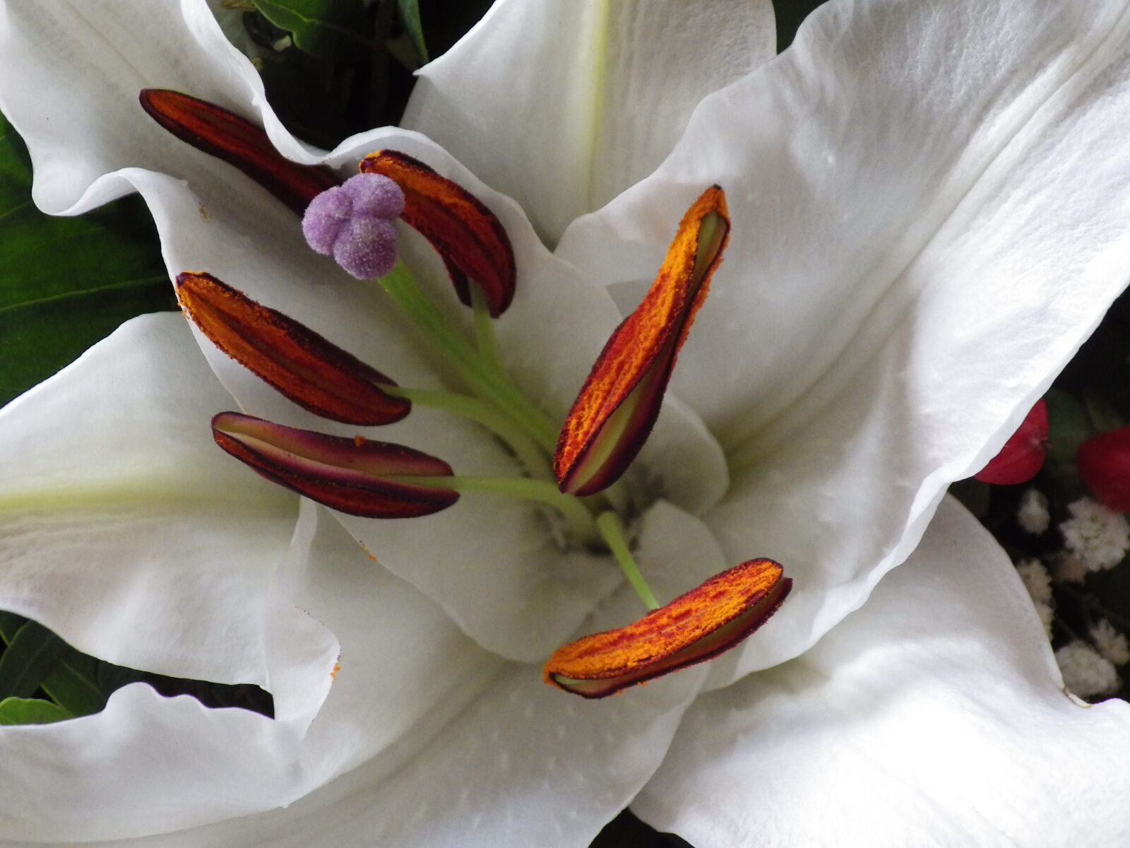 Pentax X-5 sample photo. Lily, flower, white photography