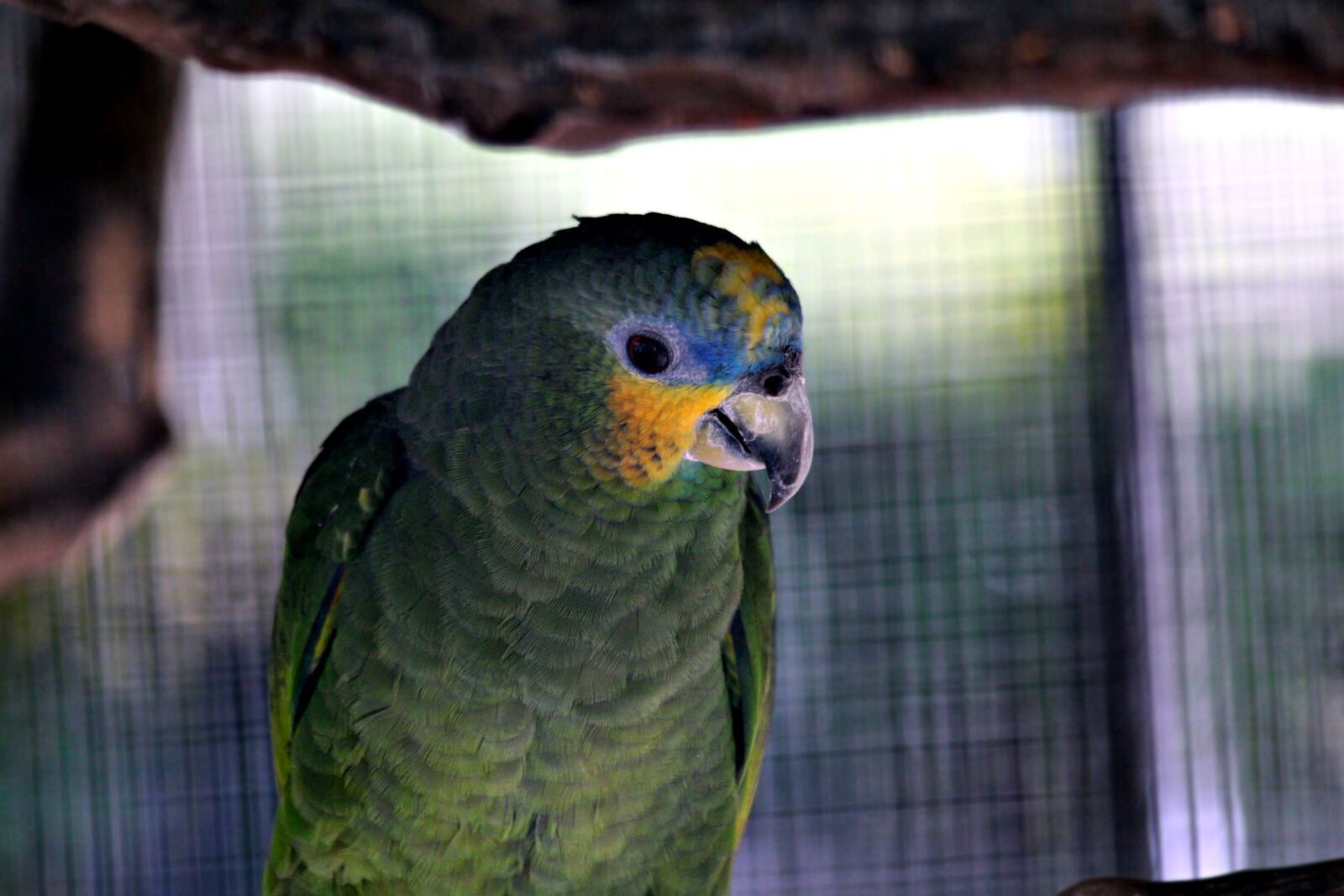 Canon EOS 650D (EOS Rebel T4i / EOS Kiss X6i) sample photo. Amazon, parrot, amazona amazonica photography