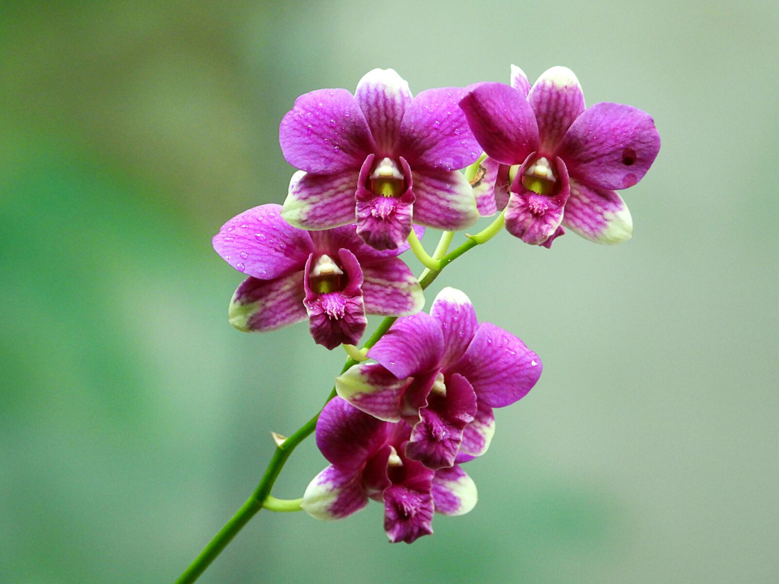 Nikon Coolpix P1000 sample photo. Orchids, rolling, flower photography