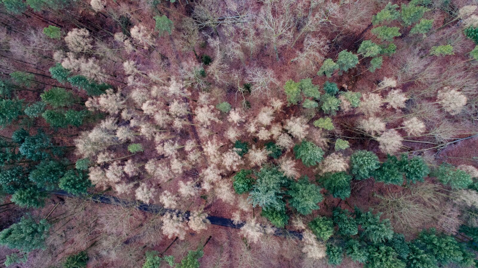 DJI FC6310 sample photo. Nature, leaf, color photography
