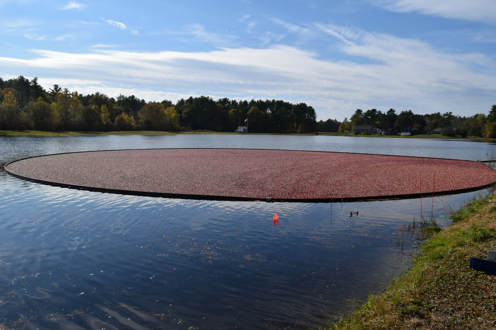 Nikon D3300 sample photo. Cranberries photography