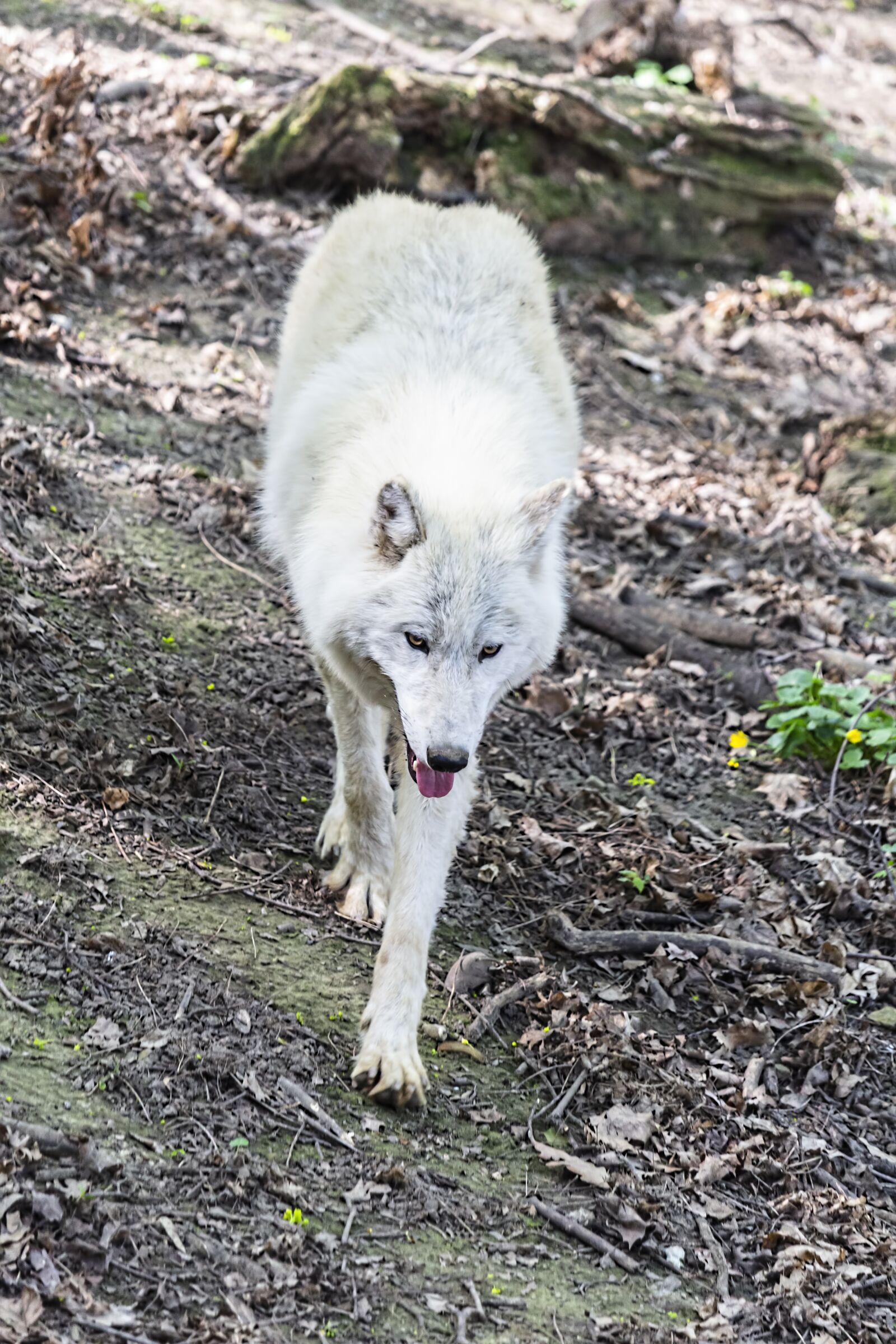Canon EOS 700D (EOS Rebel T5i / EOS Kiss X7i) sample photo. Wolf, arctic wolf, fur photography