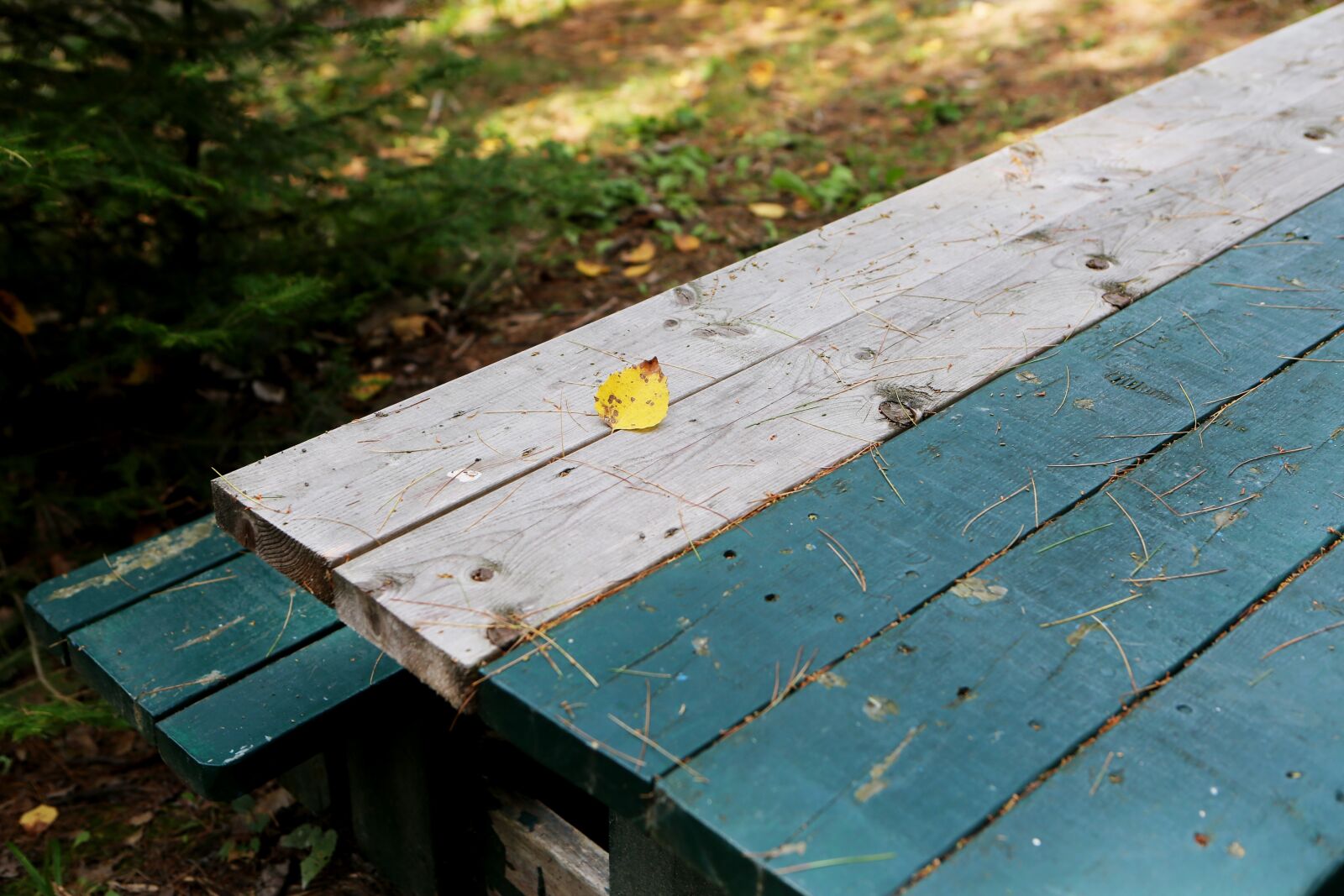 Canon EF 24-70mm F2.8L USM sample photo. Picnic table, wood, outdoors photography