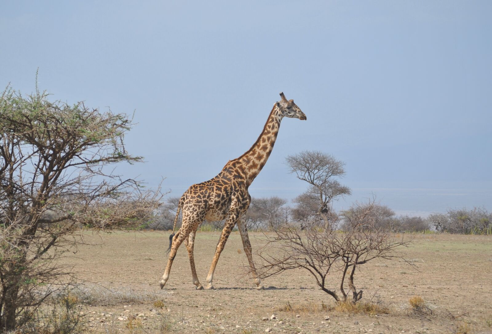 Nikon D3000 sample photo. Africa, tanzania, national park photography