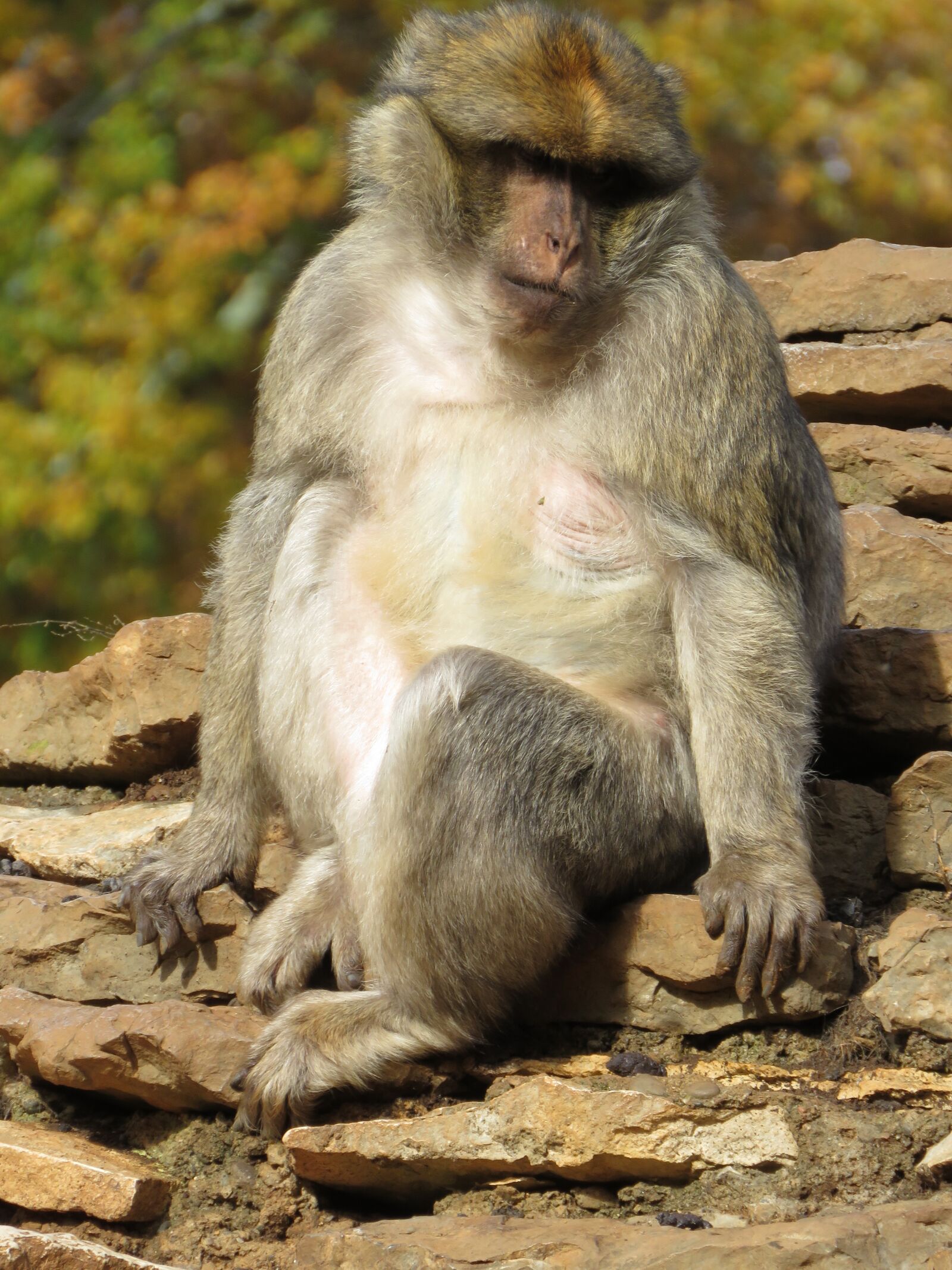 Canon PowerShot SX60 HS sample photo. Macaque, monkey, zoo photography