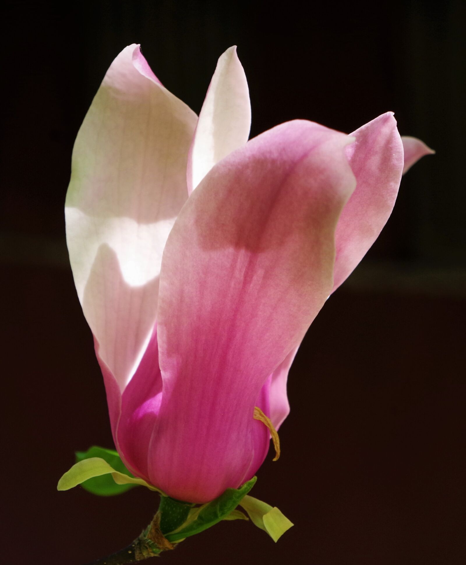 Pentax K-50 sample photo. Flower, pink flower, magnolia photography
