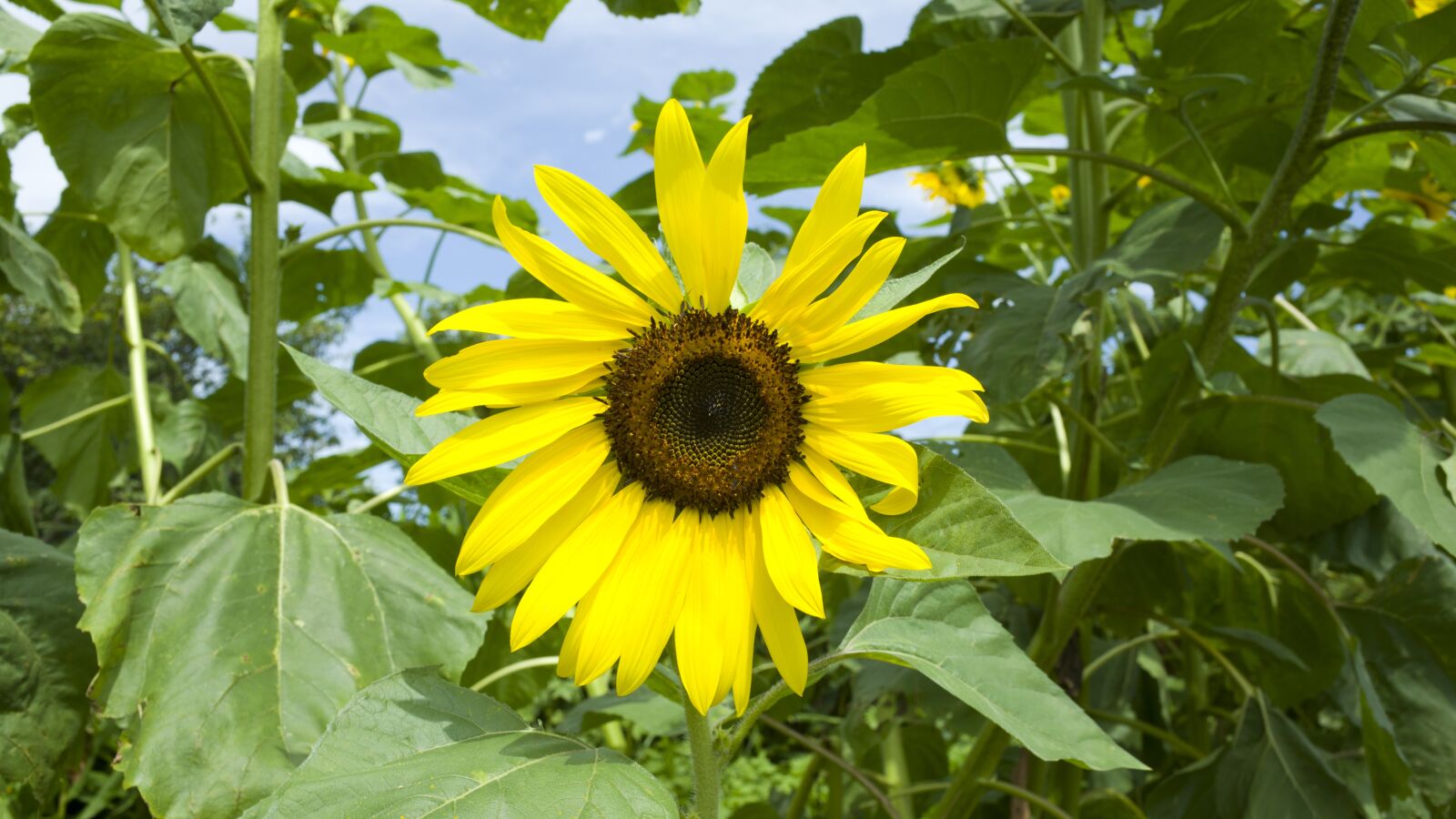 Ricoh GR II + GR Lens sample photo. Sunflower, flowers, yellow photography