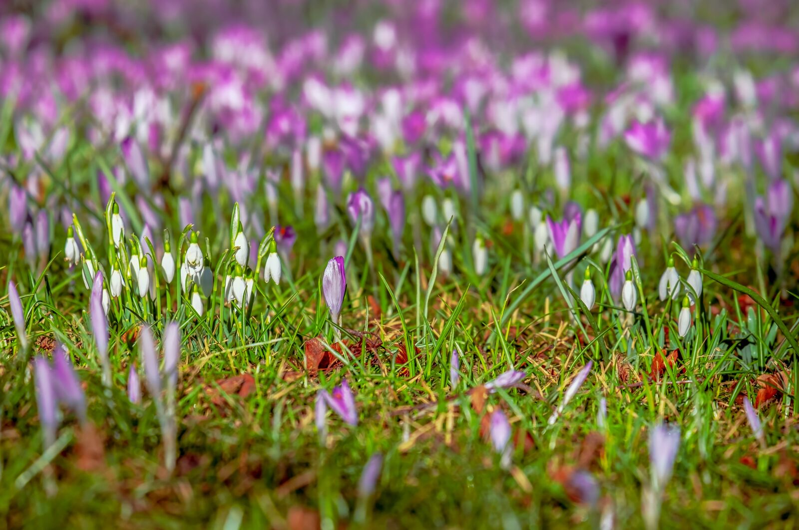 Fujifilm XF 55-200mm F3.5-4.8 R LM OIS sample photo. Crocus, snowdrop, spring photography