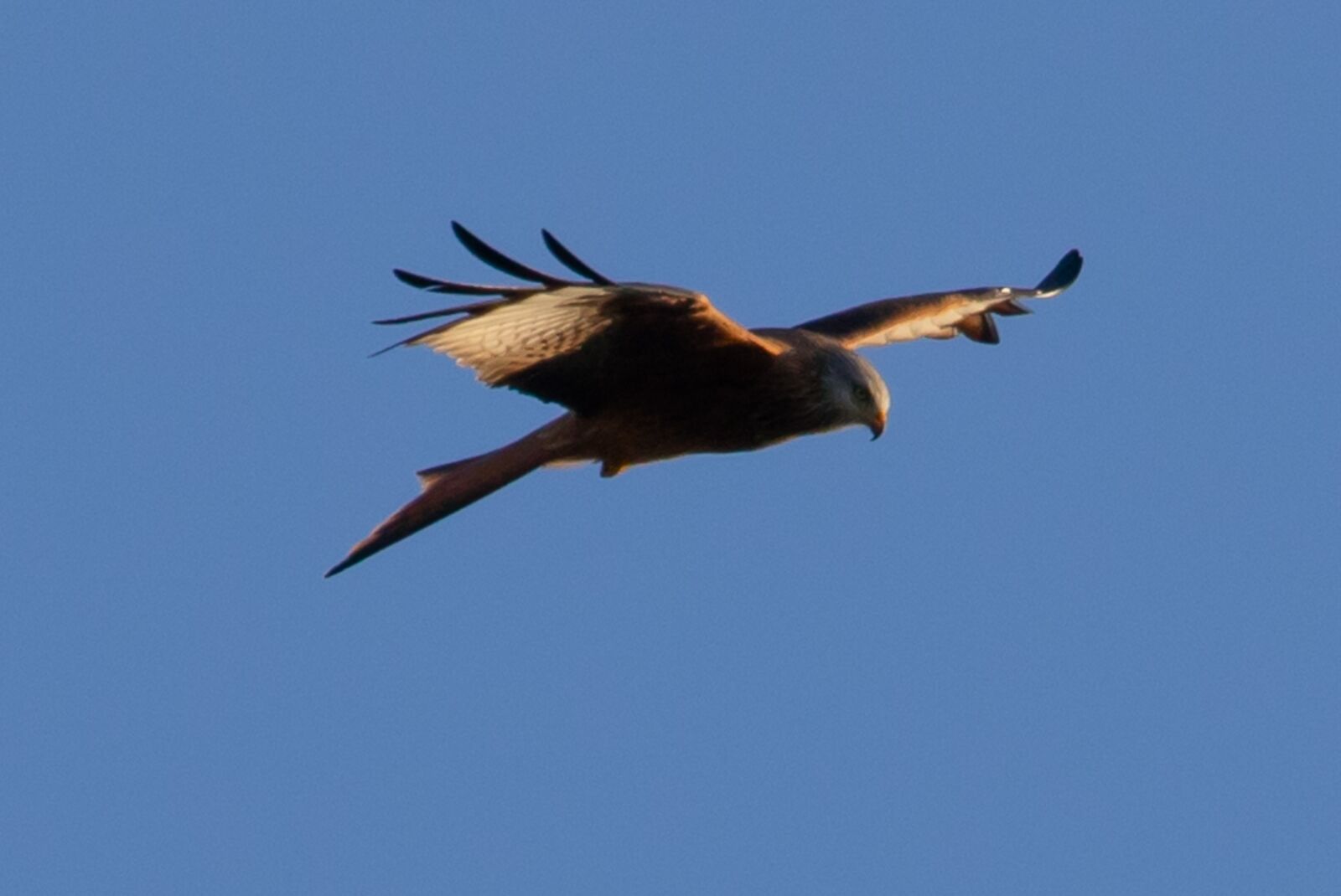 Canon EOS 7D Mark II sample photo. Red kite, flying, bird photography