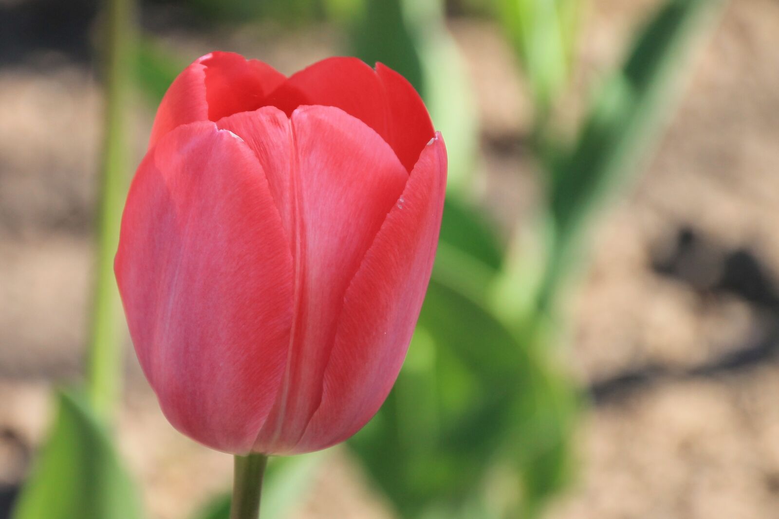 Canon EOS 1100D (EOS Rebel T3 / EOS Kiss X50) sample photo. Tulip, red, blossom photography
