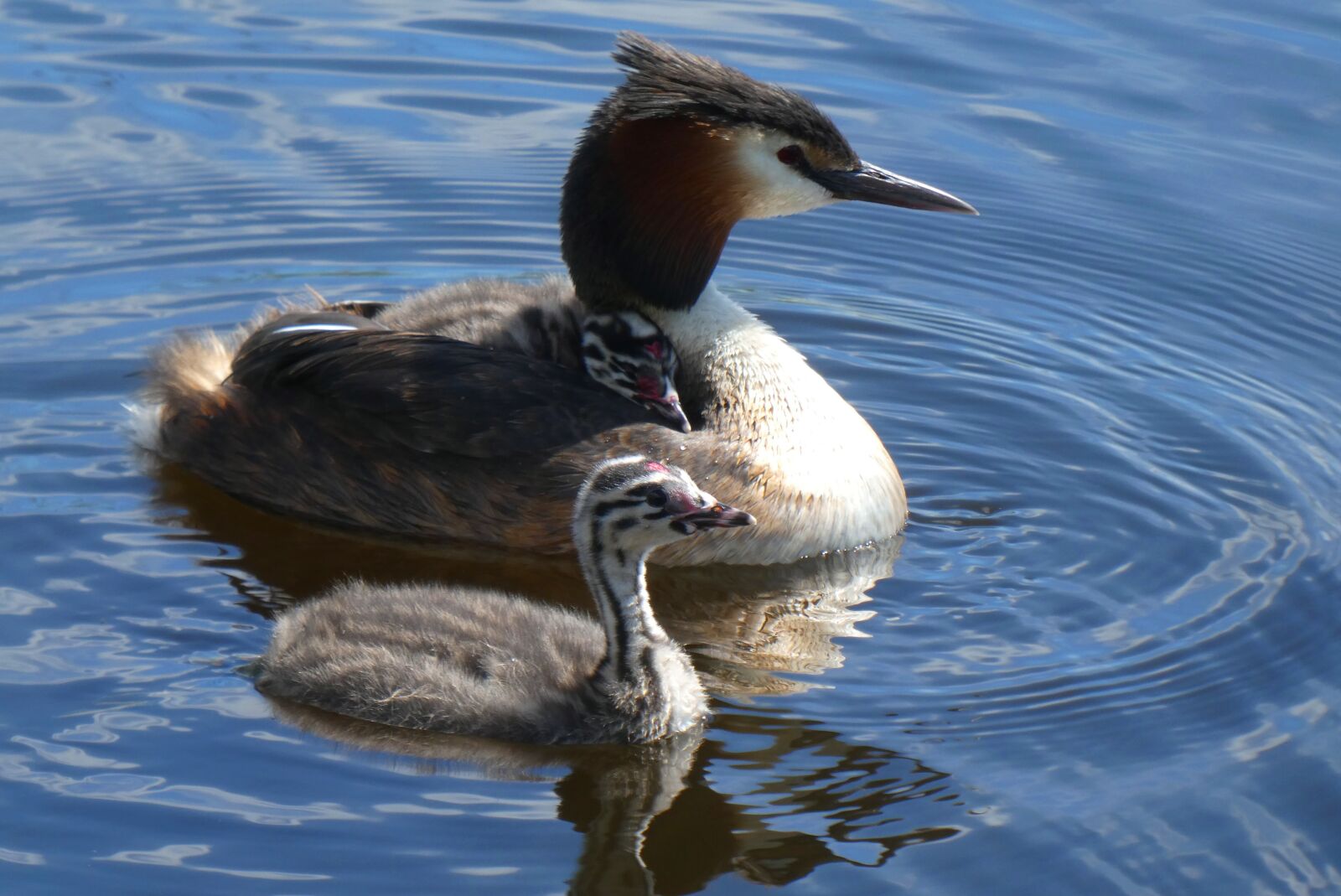 Panasonic Lumix DC-ZS70 (Lumix DC-TZ90) sample photo. Great crested grebe with photography
