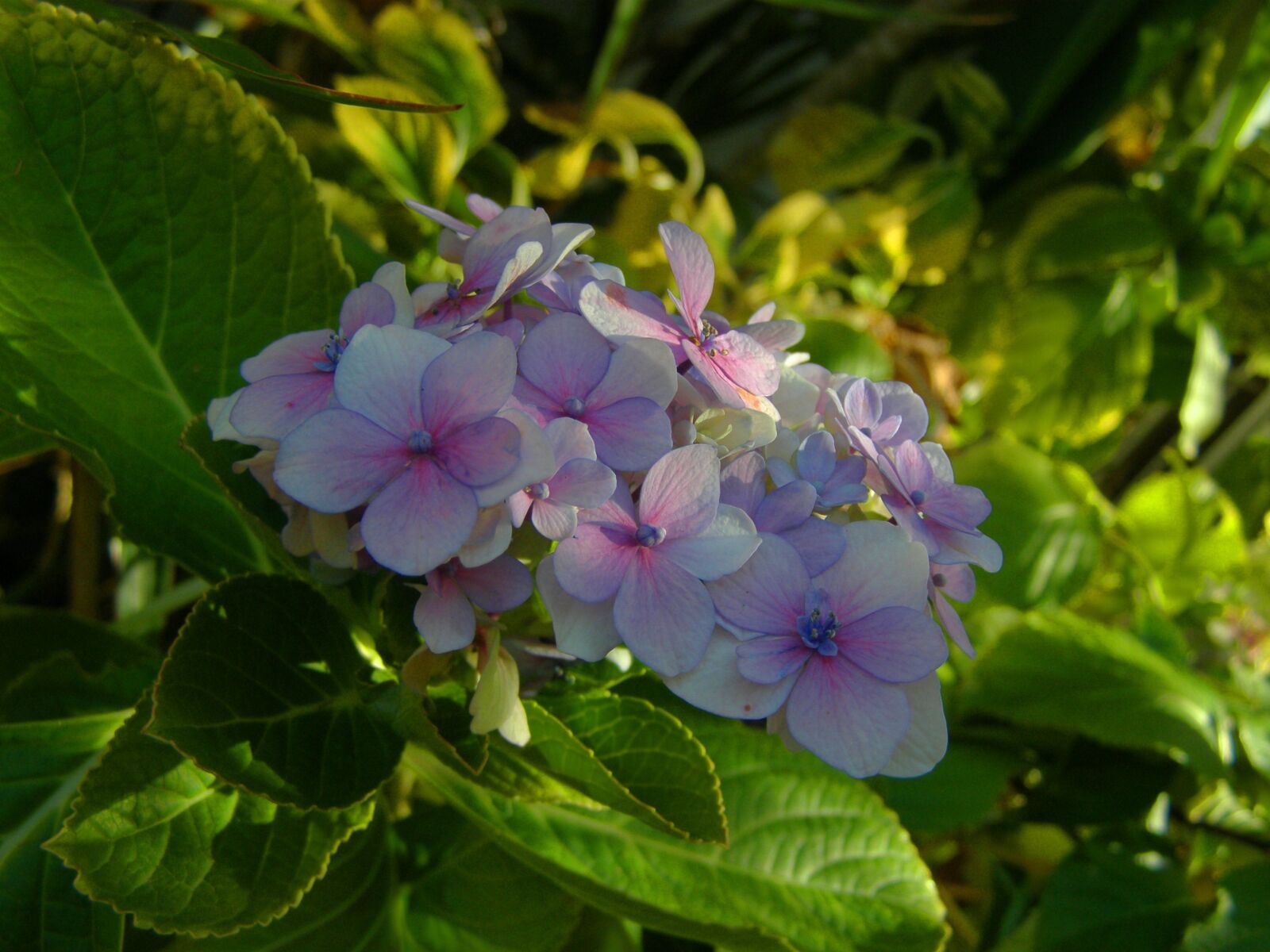 Olympus SP510UZ sample photo. Hortensia, flower, garden photography