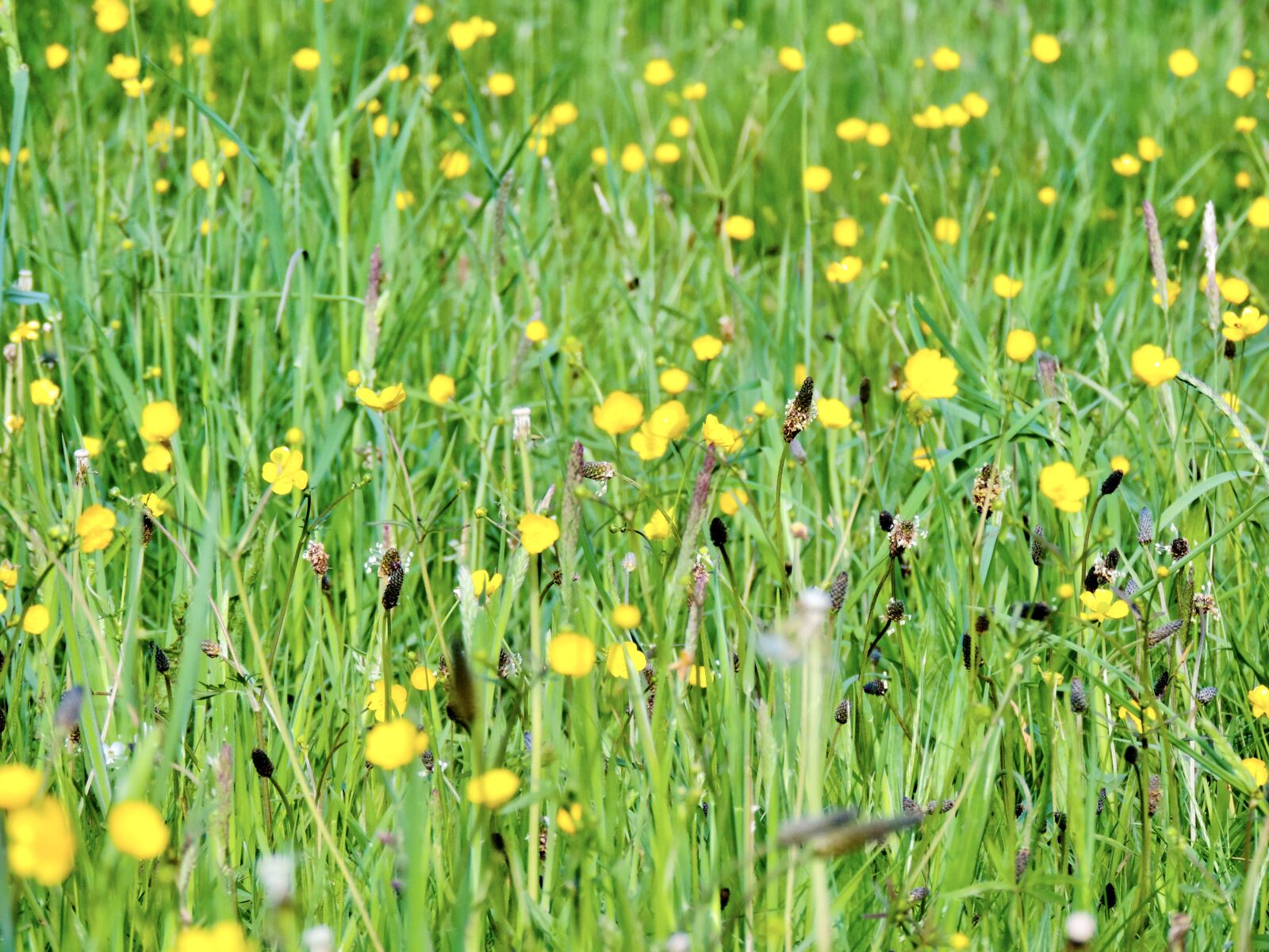 Nikon Coolpix P520 sample photo. Sharp buttercup, flower meadow photography