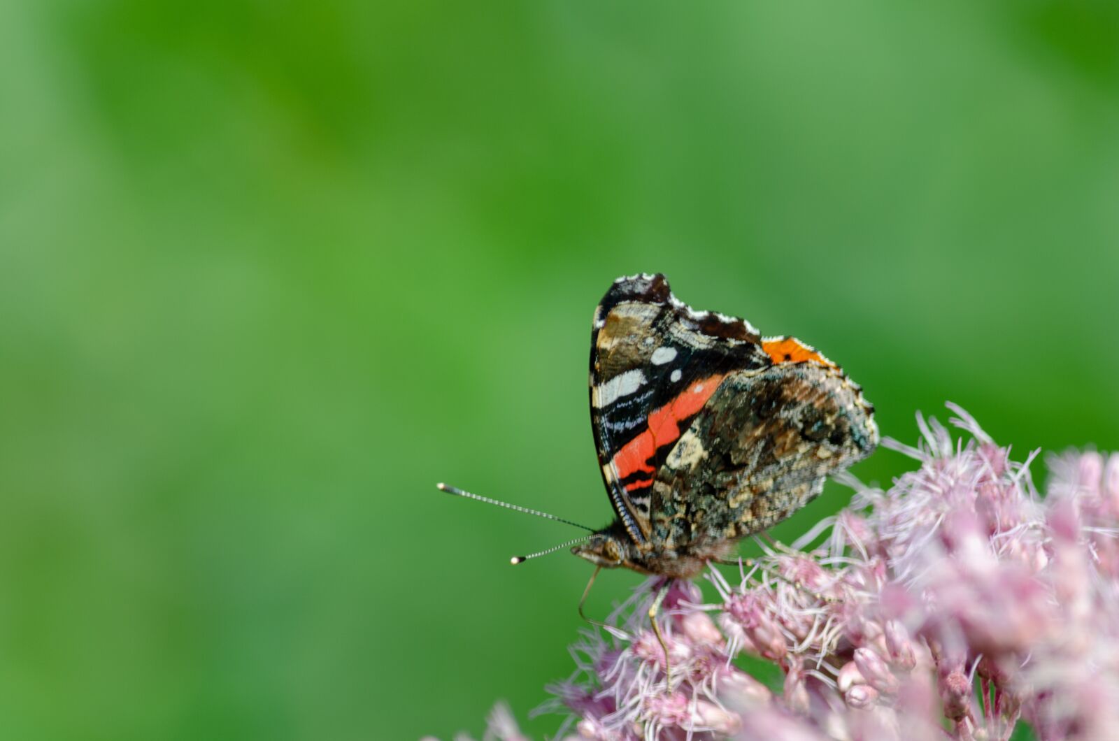 Nikon D5100 sample photo. Nature, butterfly, bug photography