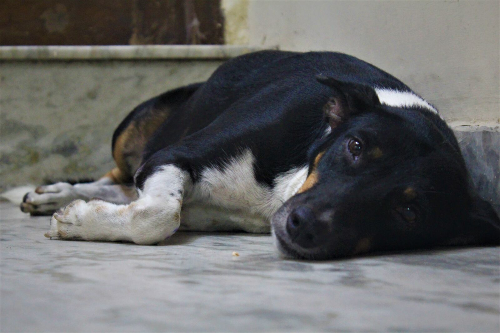 Canon EOS 1200D (EOS Rebel T5 / EOS Kiss X70 / EOS Hi) sample photo. Dog, bitch, animal photography