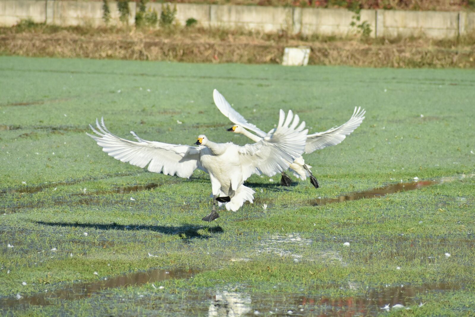Nikon D7200 sample photo. Animal, the countryside, morning photography