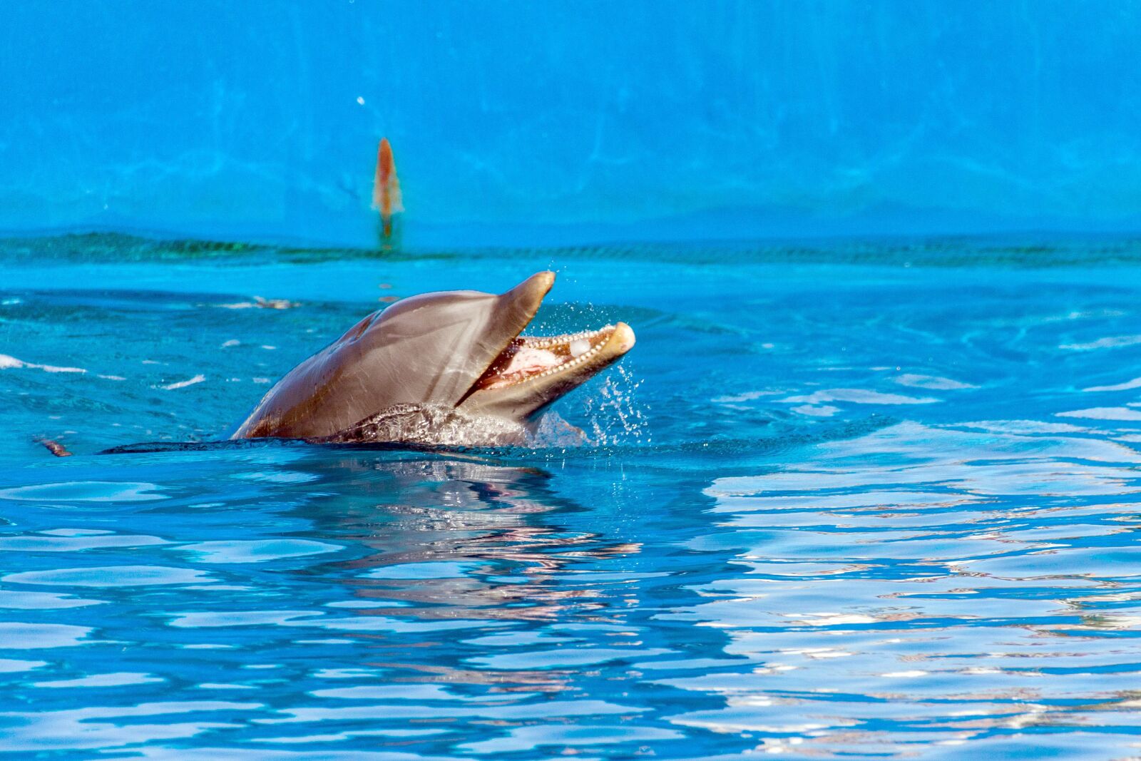 Canon EOS 50D sample photo. Spain, valencia, ozeaneum photography