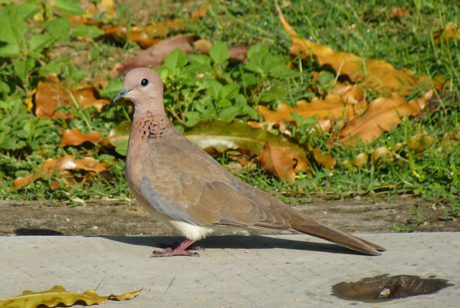 Sony DSC-WX800 sample photo. Dove, bird, laughing dove photography