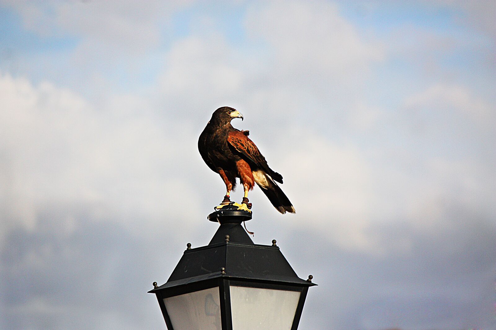 Canon EOS 450D (EOS Rebel XSi / EOS Kiss X2) sample photo. Falcon, aguila, wings photography
