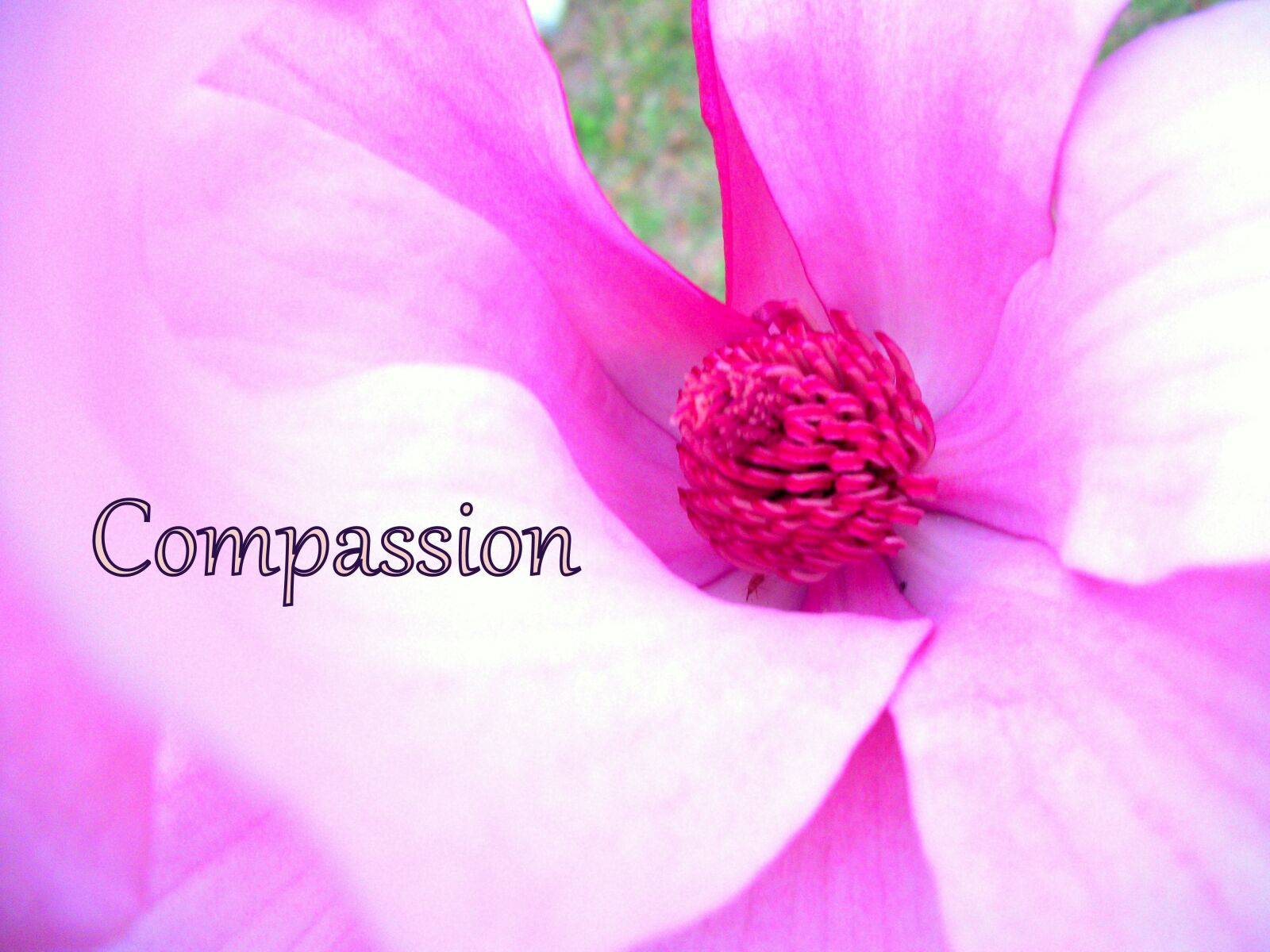 Kodak EASYSHARE C182 DIGITAL CAMERA sample photo. Compassion, pink flower, flower photography