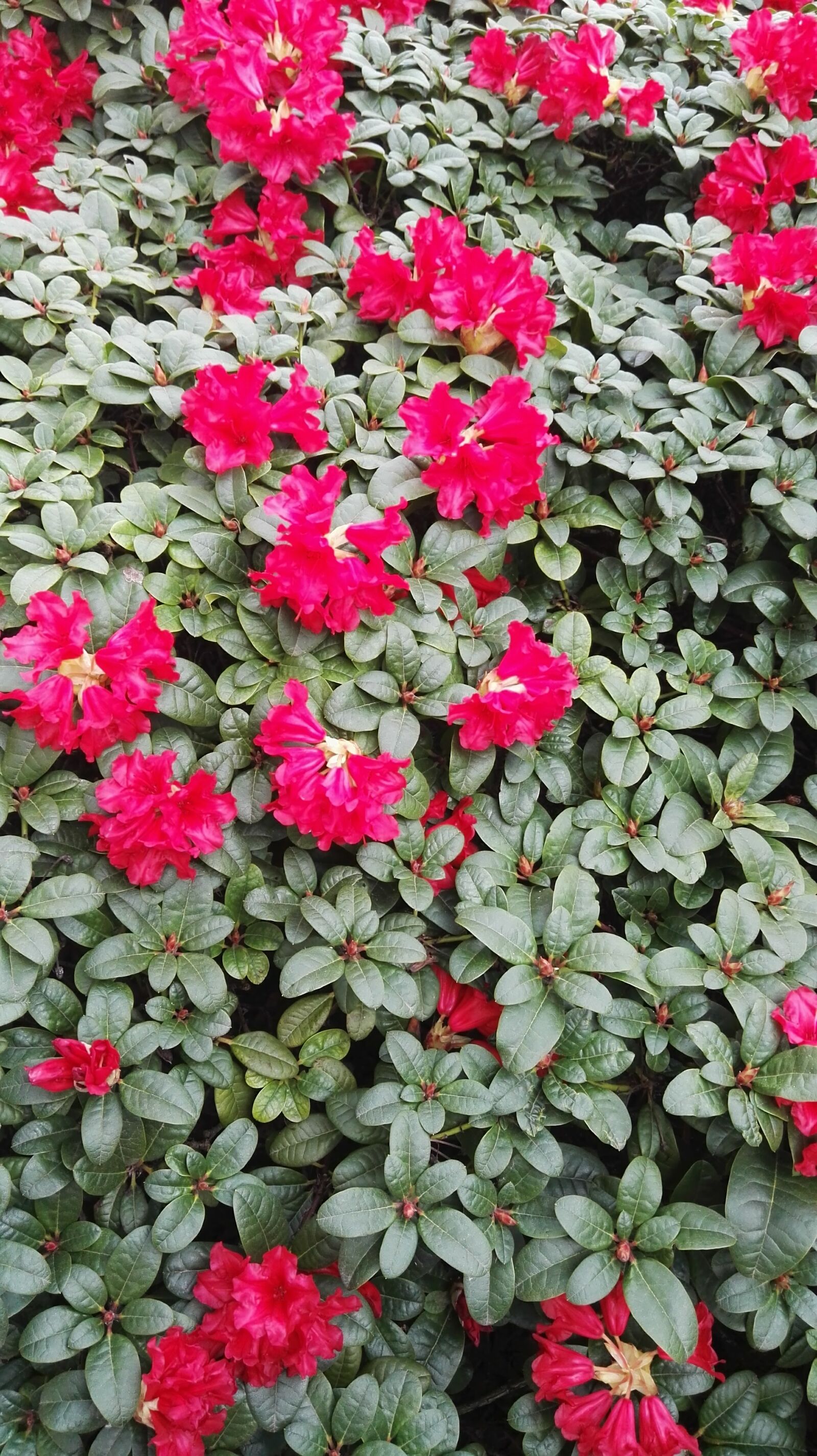 HUAWEI P8 sample photo. Green, red, spring photography