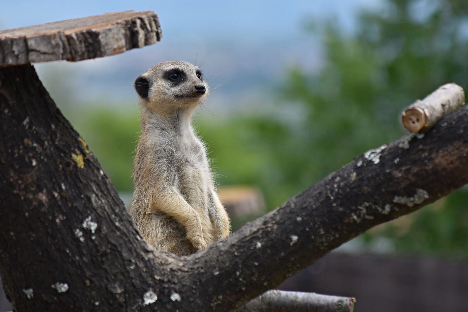 Nikon D5600 sample photo. Meerkat, zoo, animal photography