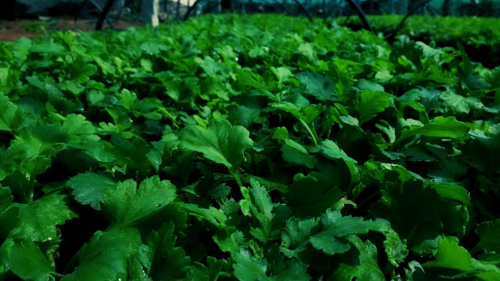 Motorola Moto G (4) sample photo. Green, plant photography